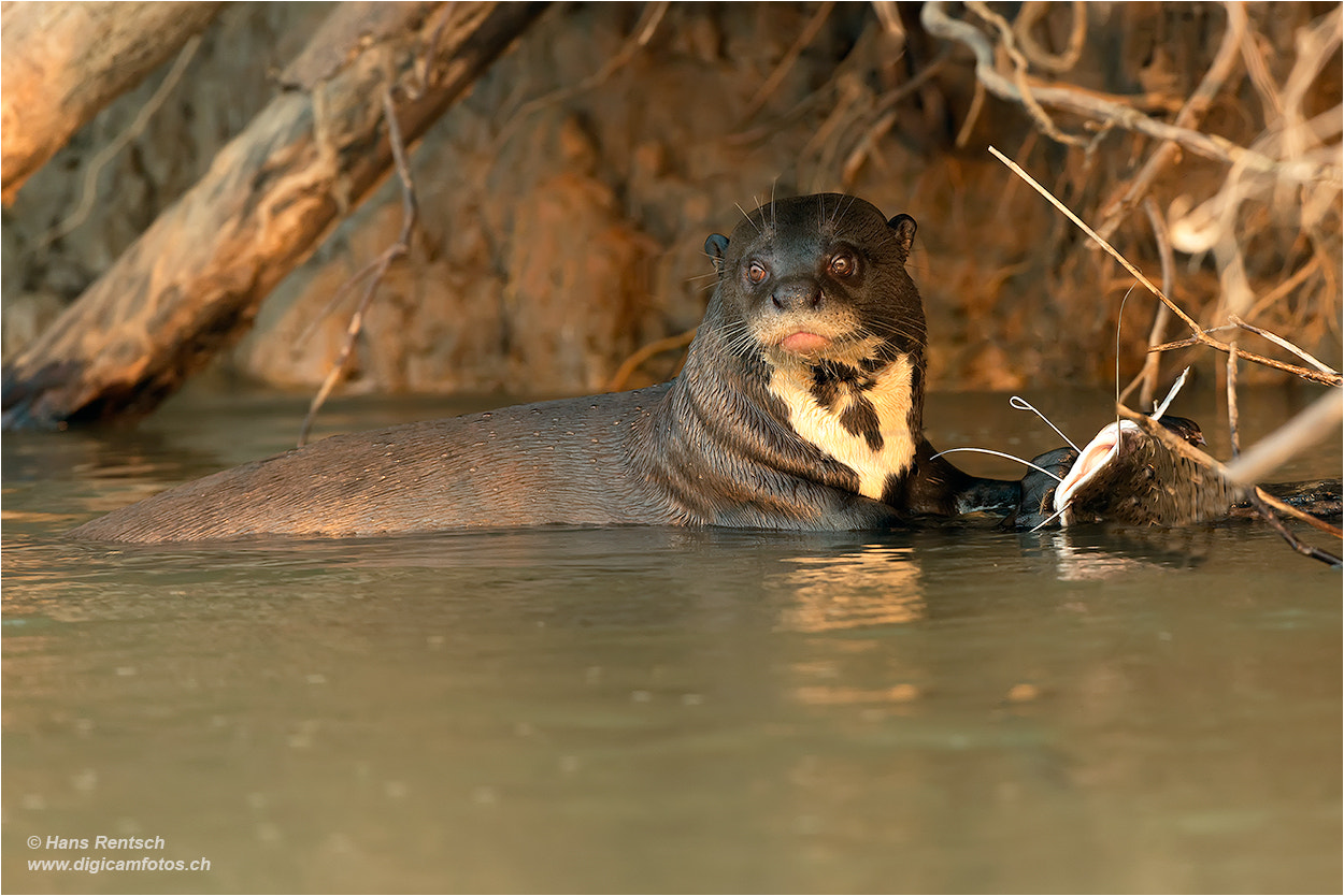 Nikon D800E sample photo. Giant otter  /  pteronura brasiliensis photography