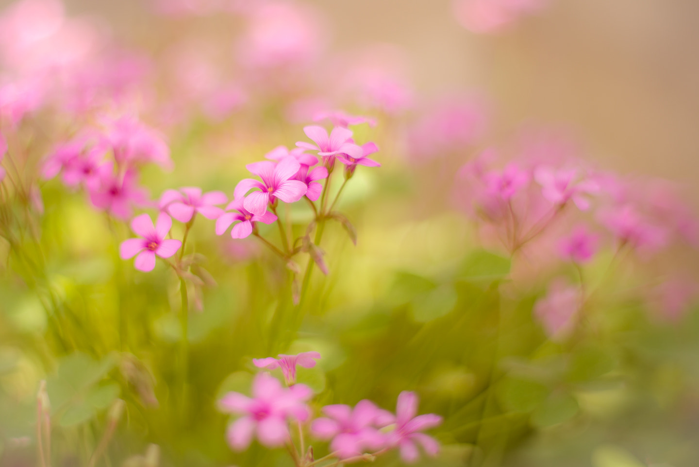 Pentax K-1 + Pentax smc FA 50mm F1.4 sample photo. ** photography