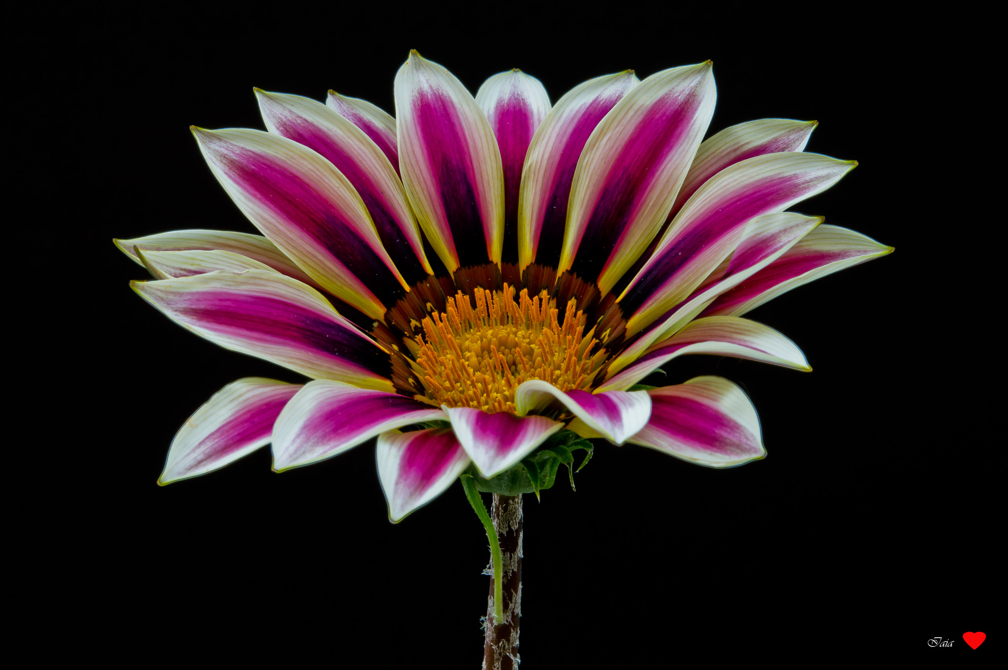 Nikon AF-S Micro-Nikkor 60mm F2.8G ED sample photo. Gazania photography