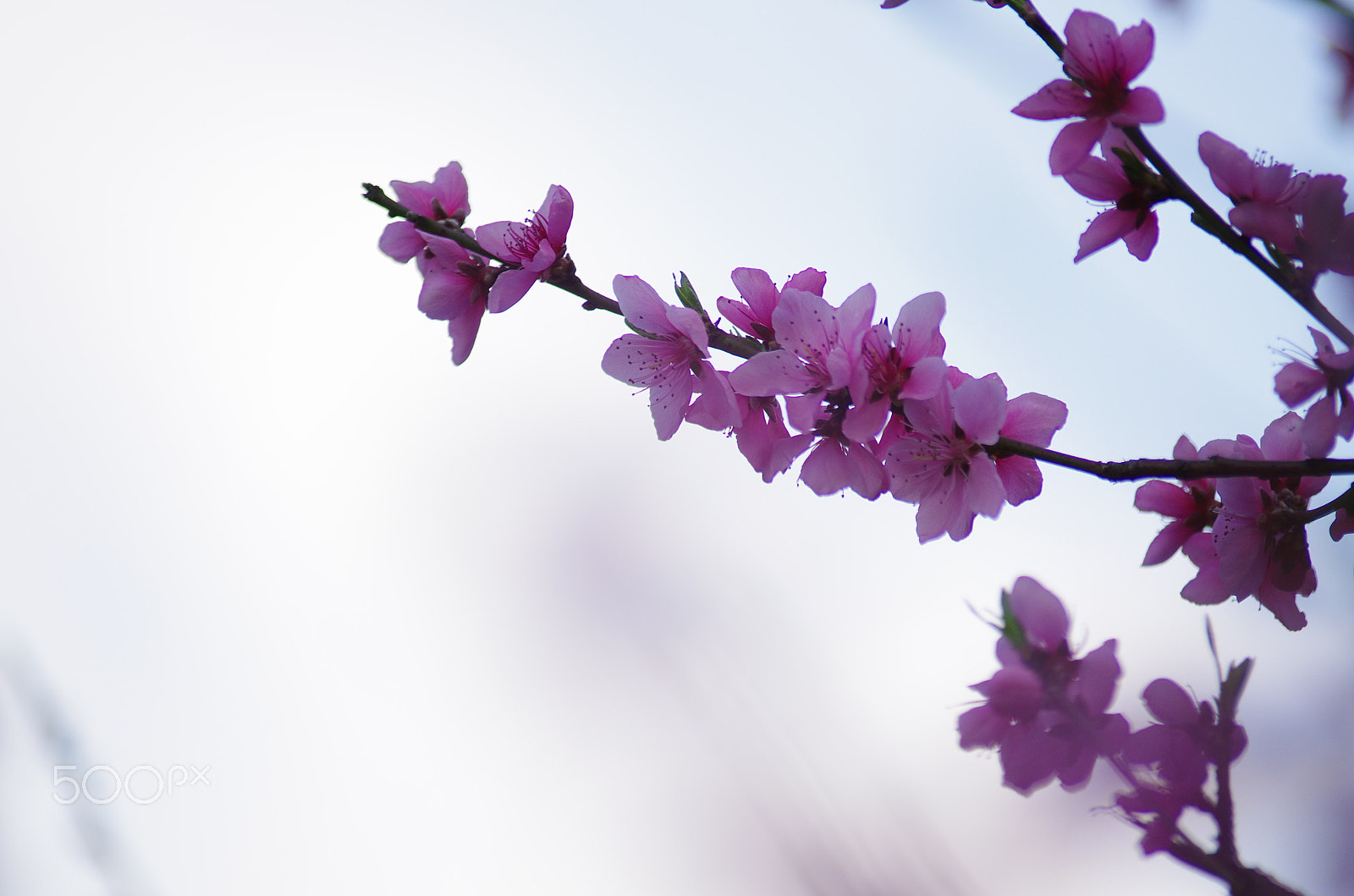 Pentax K-5 II + smc PENTAX-FA* 80-200mm F2.8 ED[IF] sample photo. Peach blossom photography