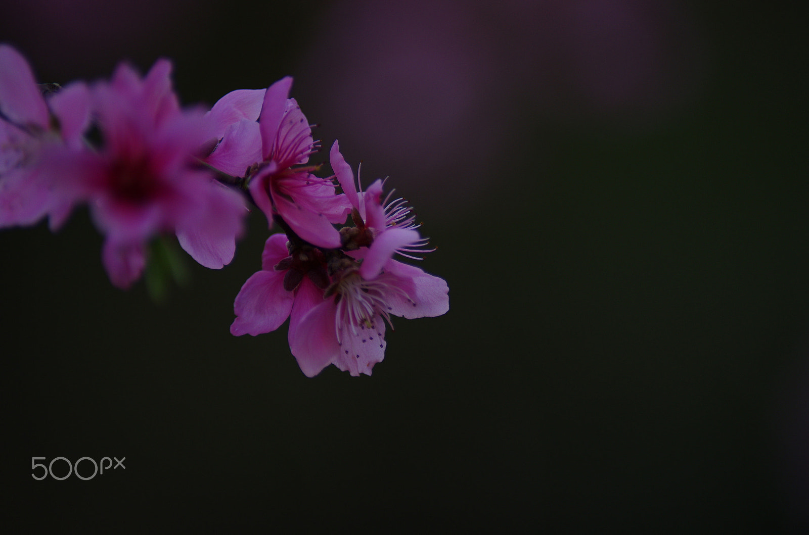 smc PENTAX-FA* 80-200mm F2.8 ED[IF] sample photo. Peach blossoms photography