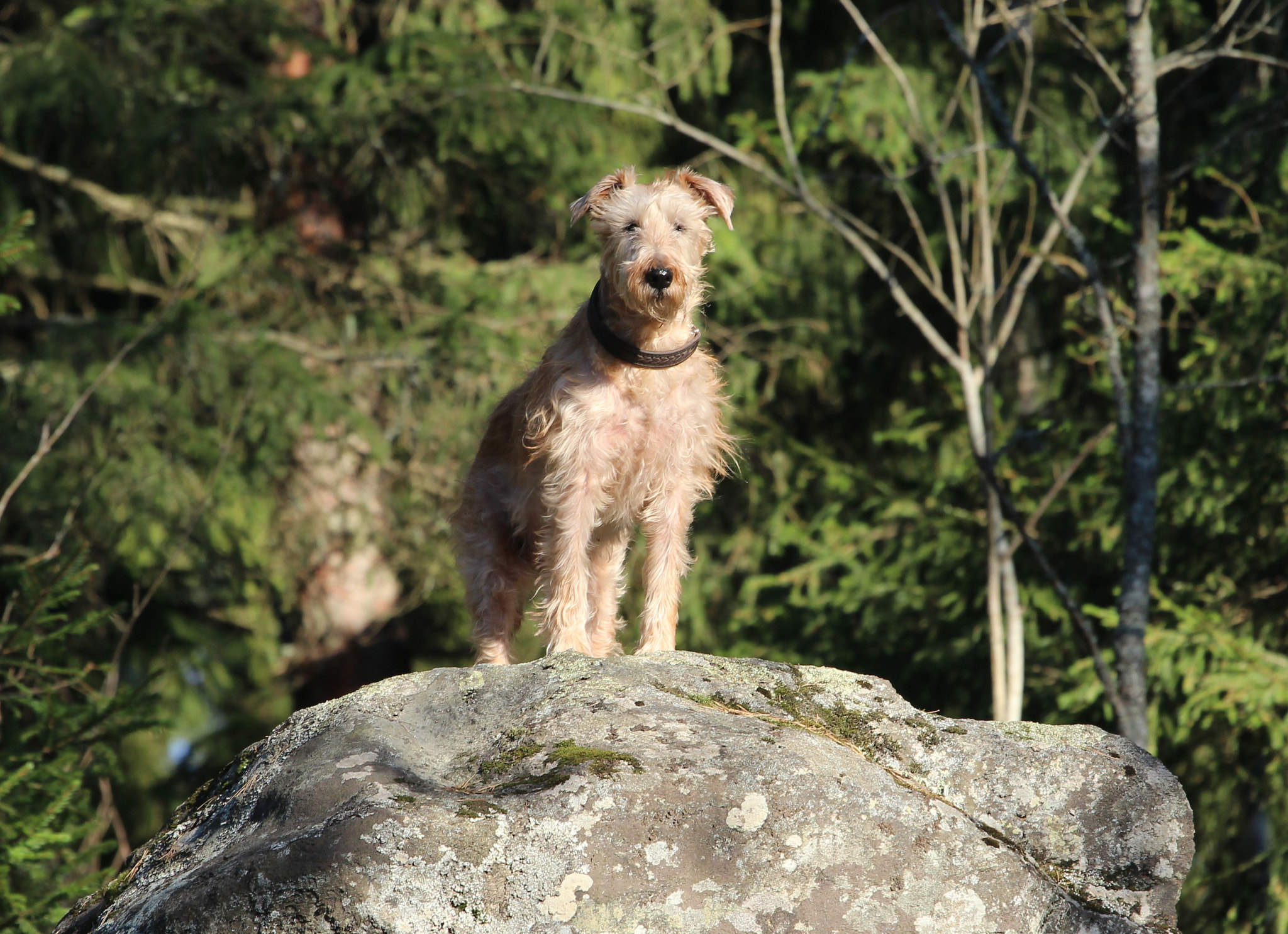 Canon EOS 1200D (EOS Rebel T5 / EOS Kiss X70 / EOS Hi) + Canon EF 70-200mm F4L USM sample photo. Irish terrier&rock. photography