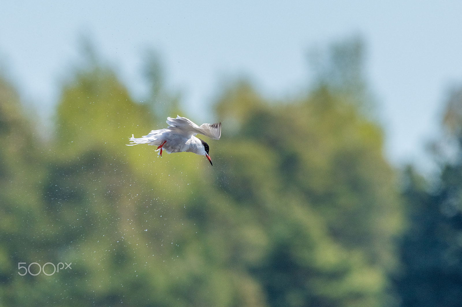 Sigma 150-600mm F5-6.3 DG OS HSM | C sample photo. Common tern photography