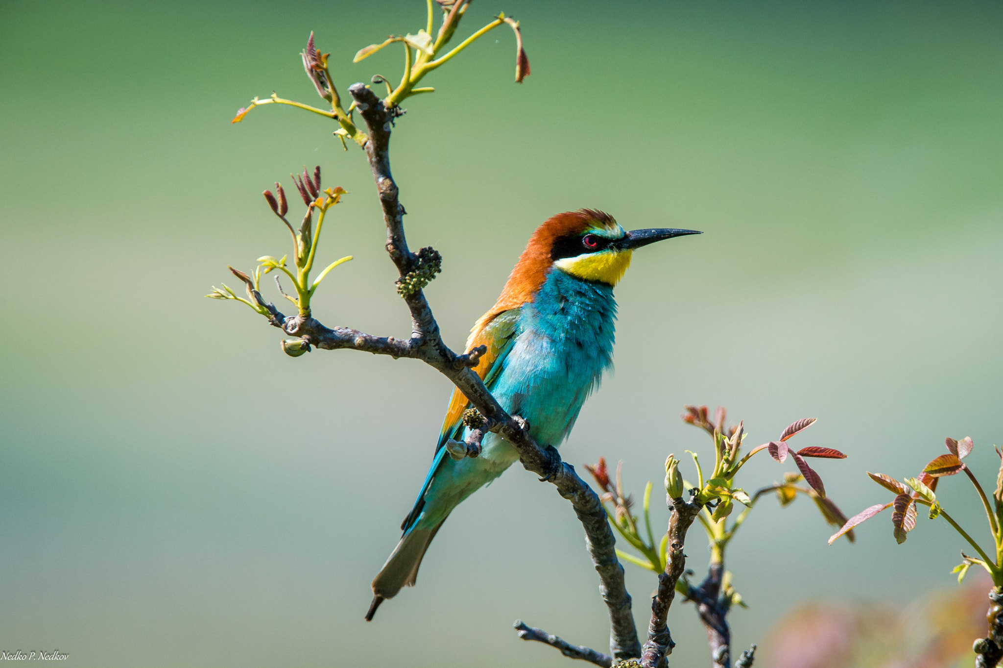 Nikon D4S sample photo. Bee-eater photography