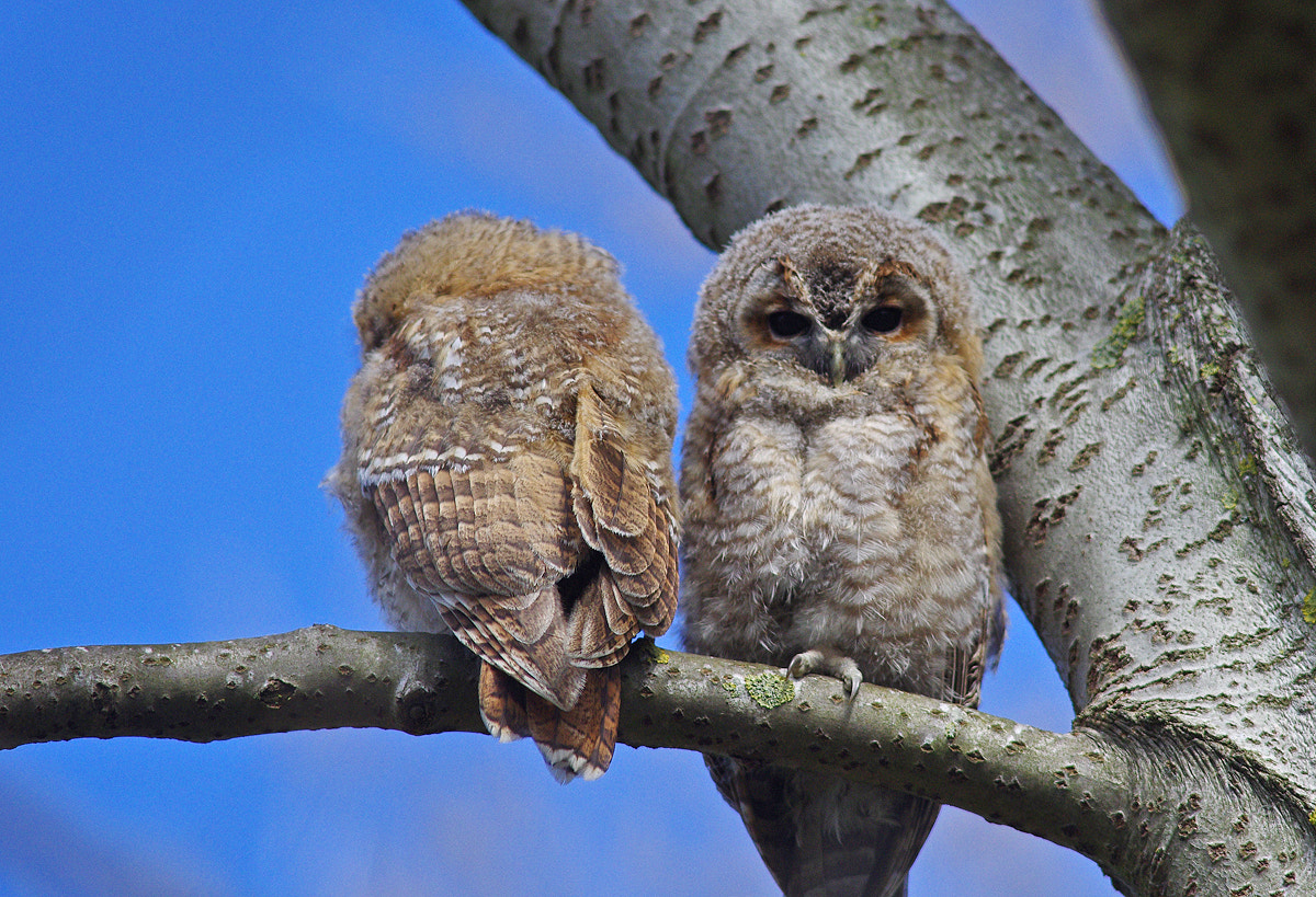 Sigma 300mm F2.8 APO EX DG HSM sample photo. Tawny owl photography