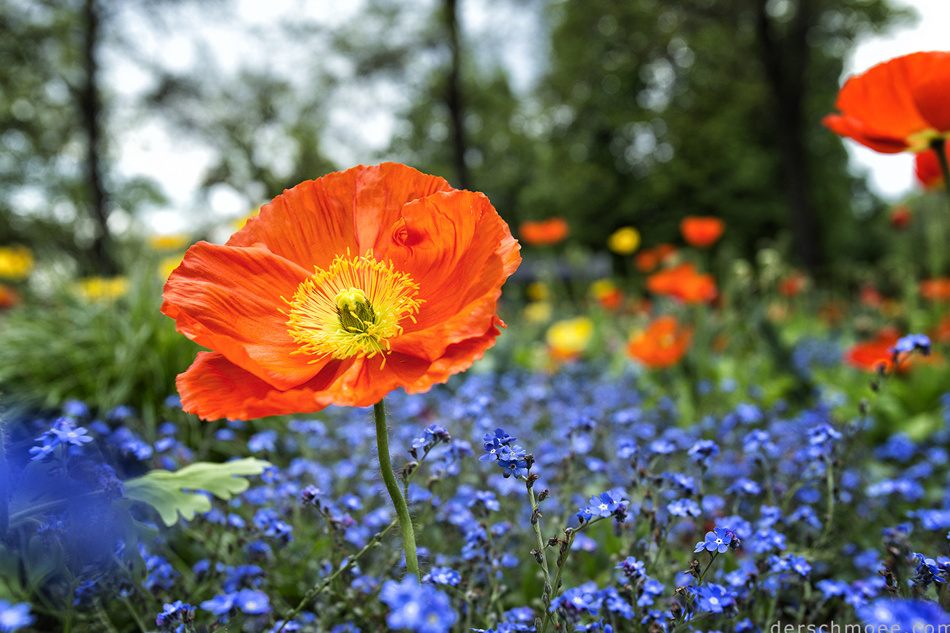 Canon EF 16-35mm F2.8L USM sample photo. Bunter mohn leuchtend frisch photography