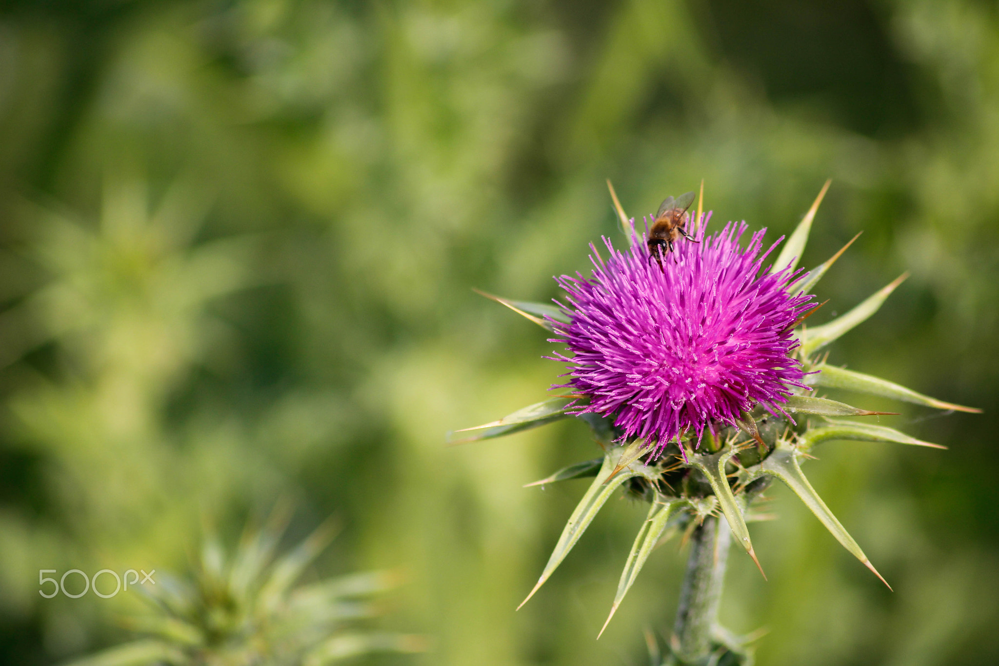 impollinazione