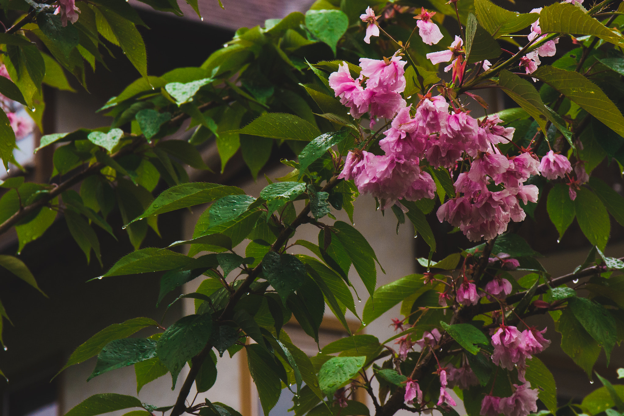 Sigma 17-70mm F2.8-4 DC Macro OS HSM | C sample photo. Wet flowers photography