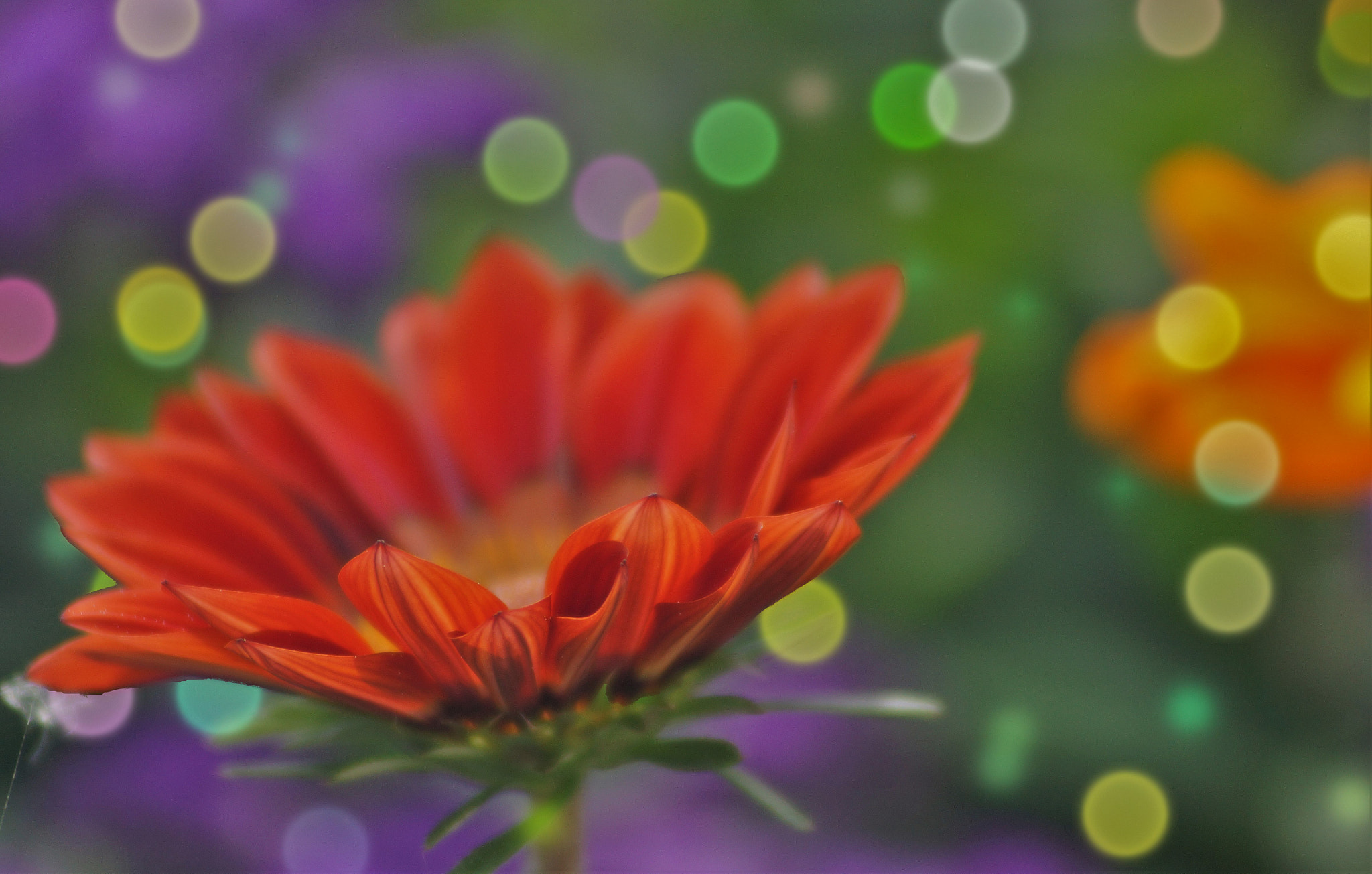 Sony SLT-A65 (SLT-A65V) + Sigma 75-200mm F2.8-3.5 sample photo. Mittagsblume photography