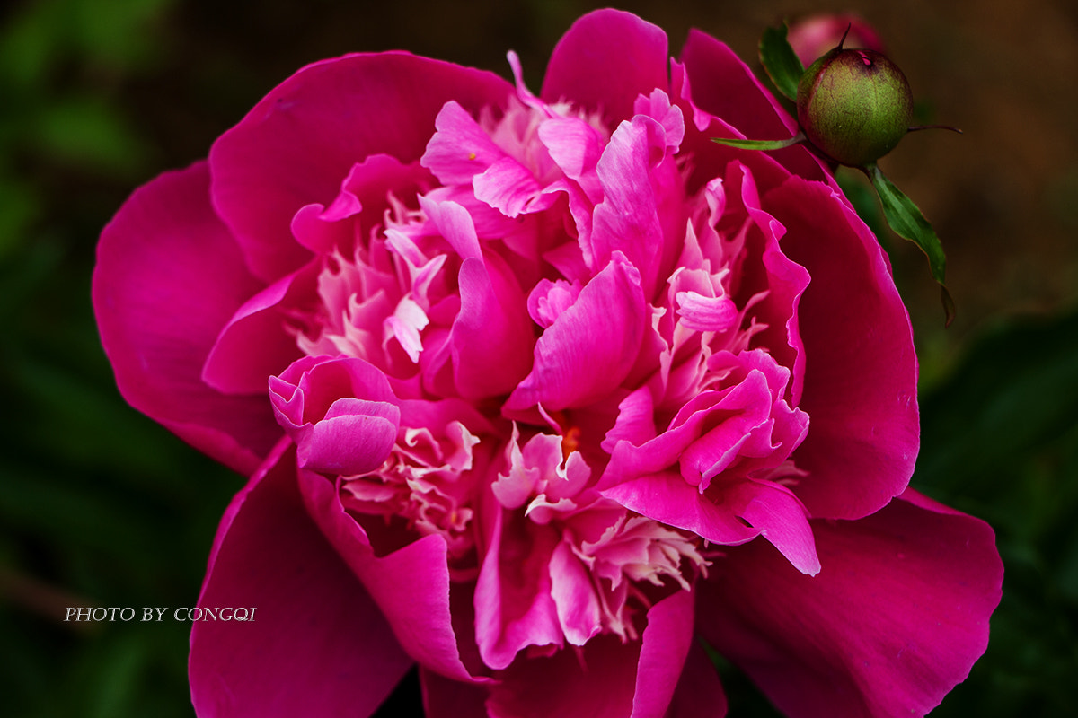Canon EF-S 18-135mm F3.5-5.6 IS STM sample photo. 花儿 photography
