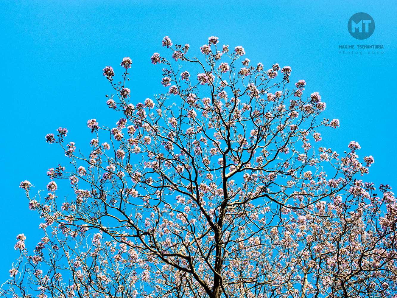 Canon EOS-1D X sample photo. Paulownia flowers photography