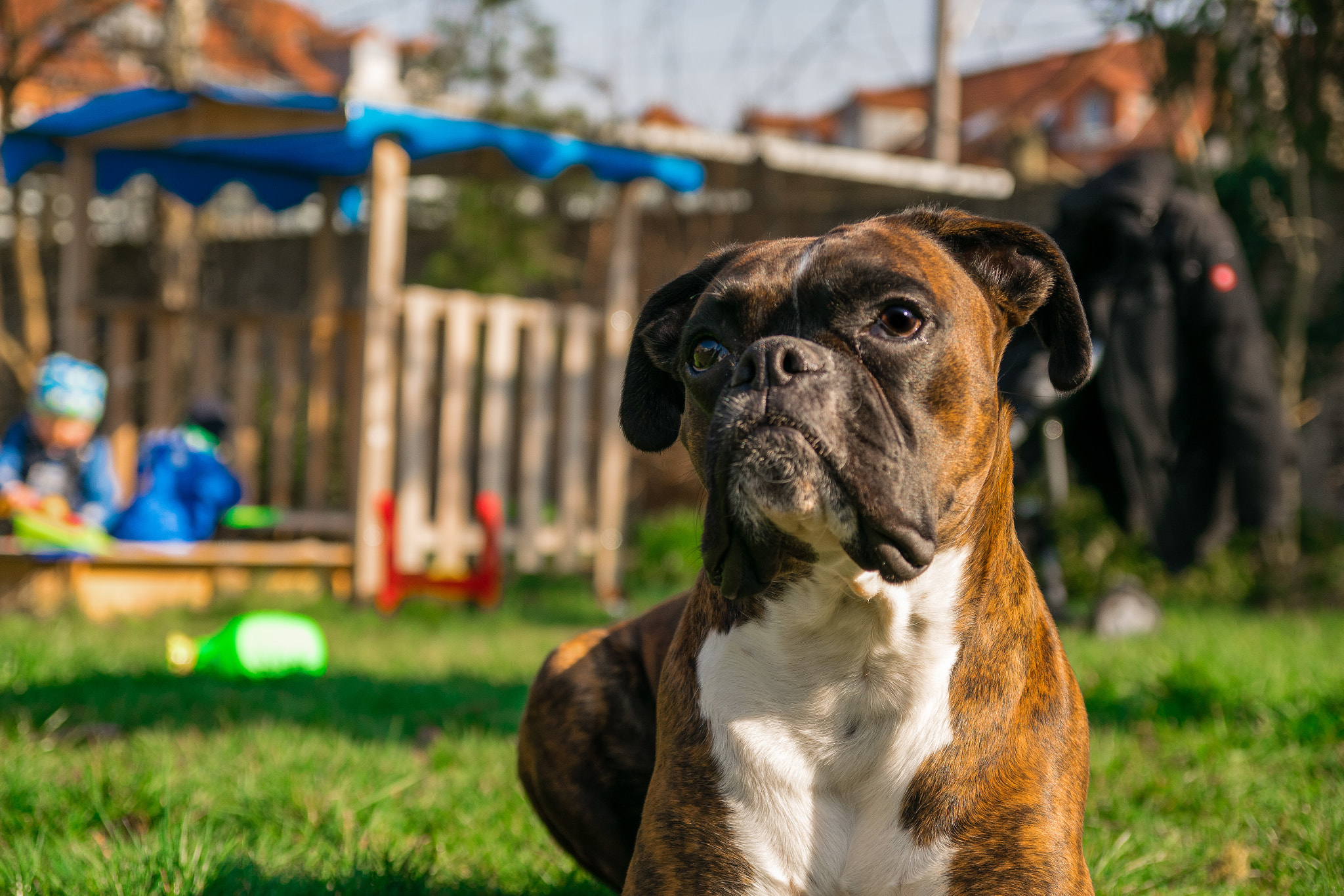 Sigma 17-70mm F2.8-4 DC Macro OS HSM sample photo. My dog photography