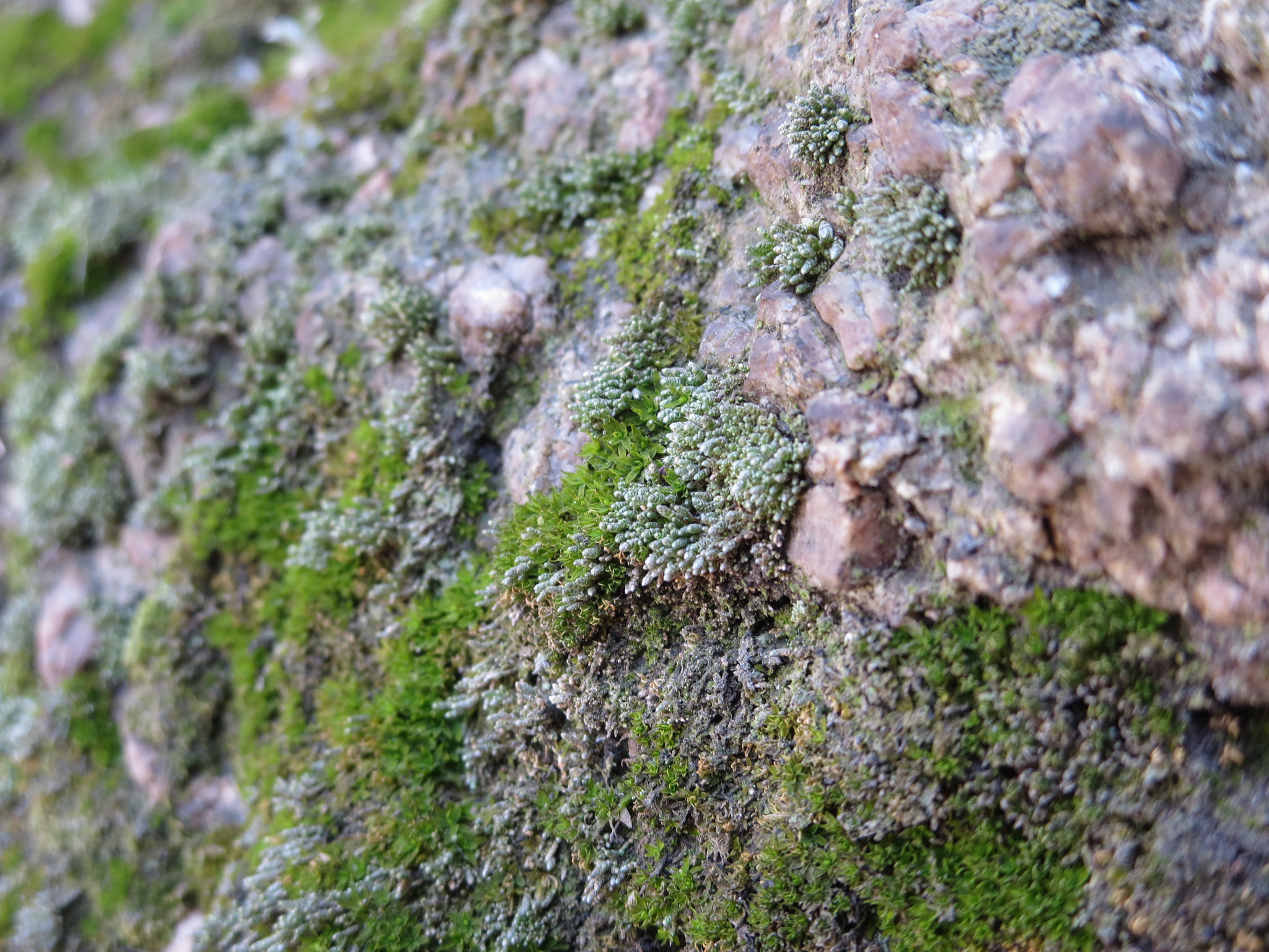 Canon PowerShot ELPH 330 HS (IXUS 255 HS / IXY 610F) sample photo. Moss photography