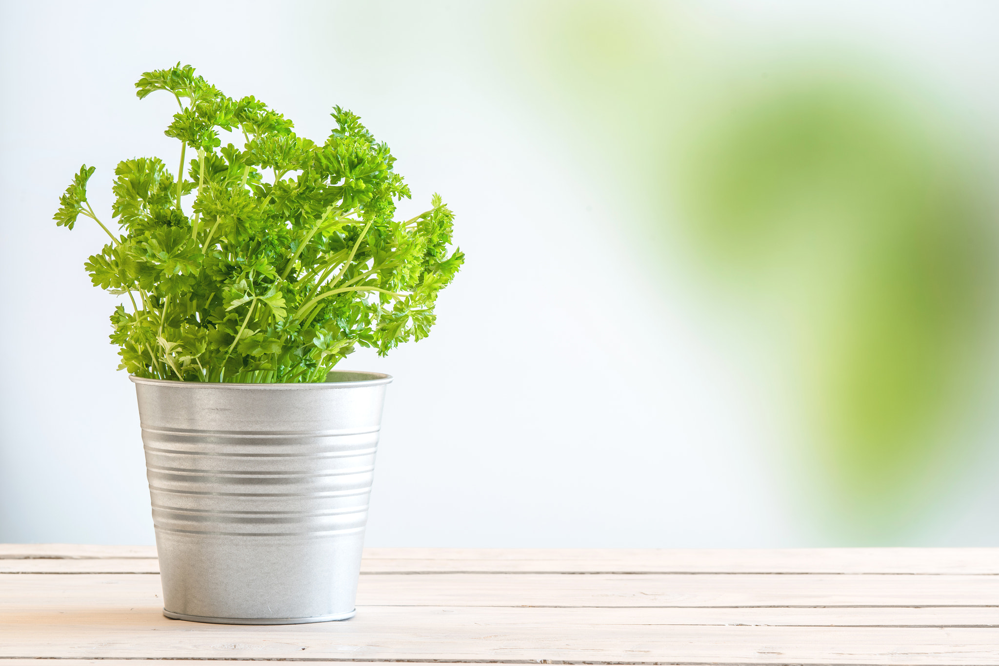 Sony a7R + Sony 70-400mm F4-5.6 G SSM II sample photo. Parsley herbs in fresh green colors photography