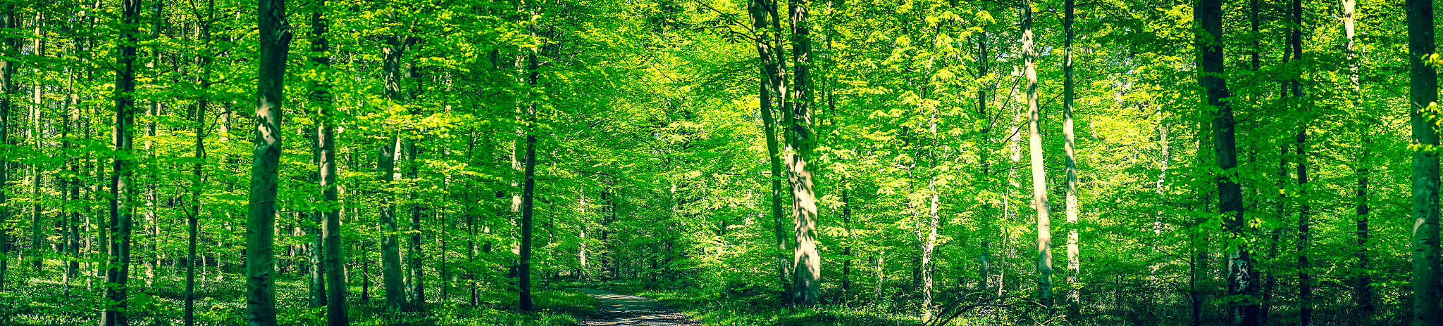 Sony a7R + Minolta AF 50mm F1.4 [New] sample photo. Green forest panorama in the spring photography