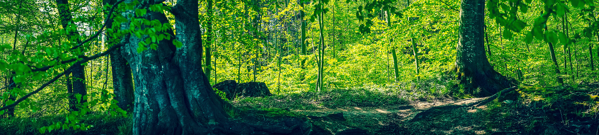 Sony a7R + Minolta AF 50mm F1.4 [New] sample photo. Fairytale forest with green trees photography