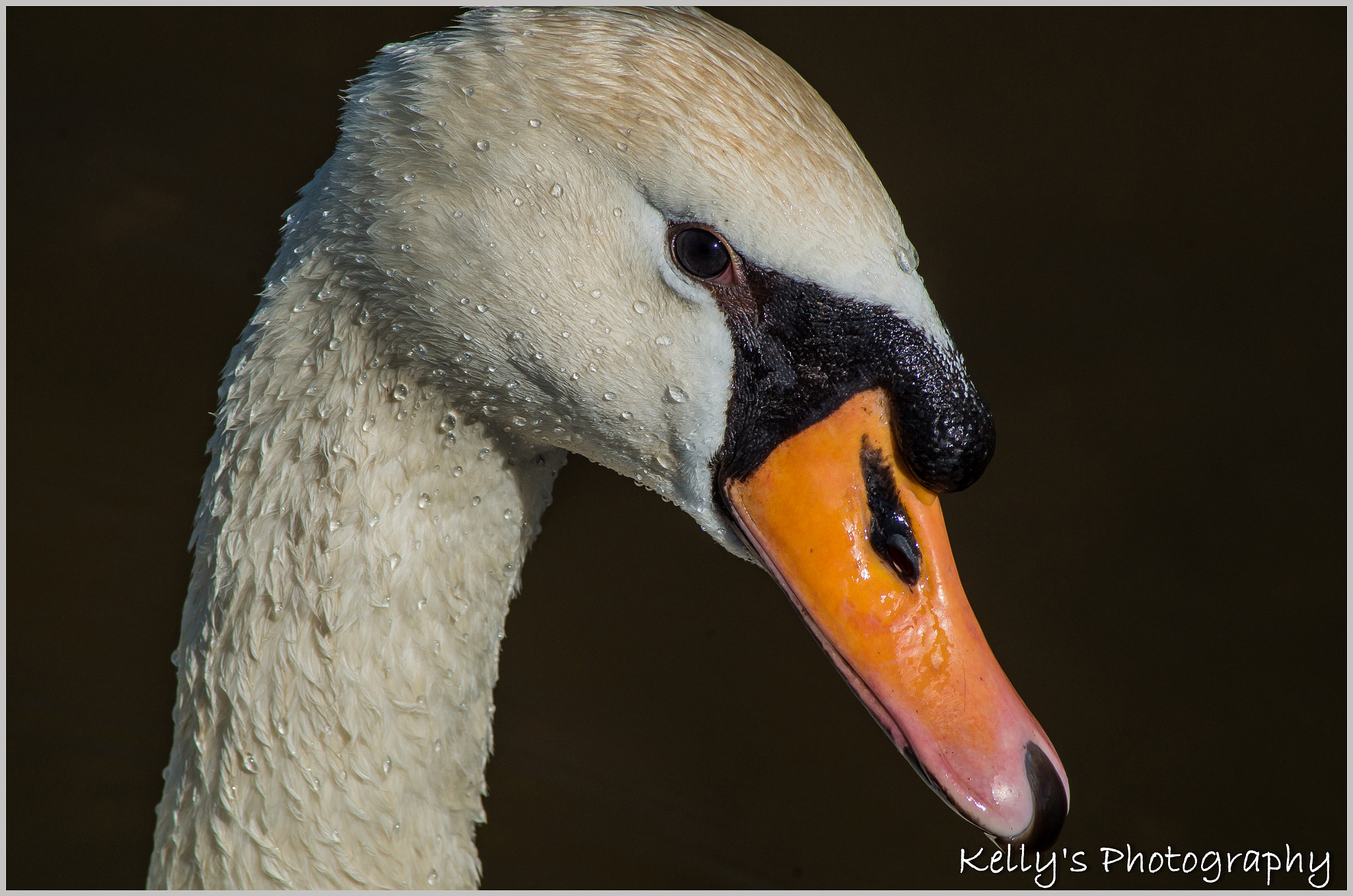 Pentax K-50 + Tamron AF 70-300mm F4-5.6 Di LD Macro sample photo. A swan  photography