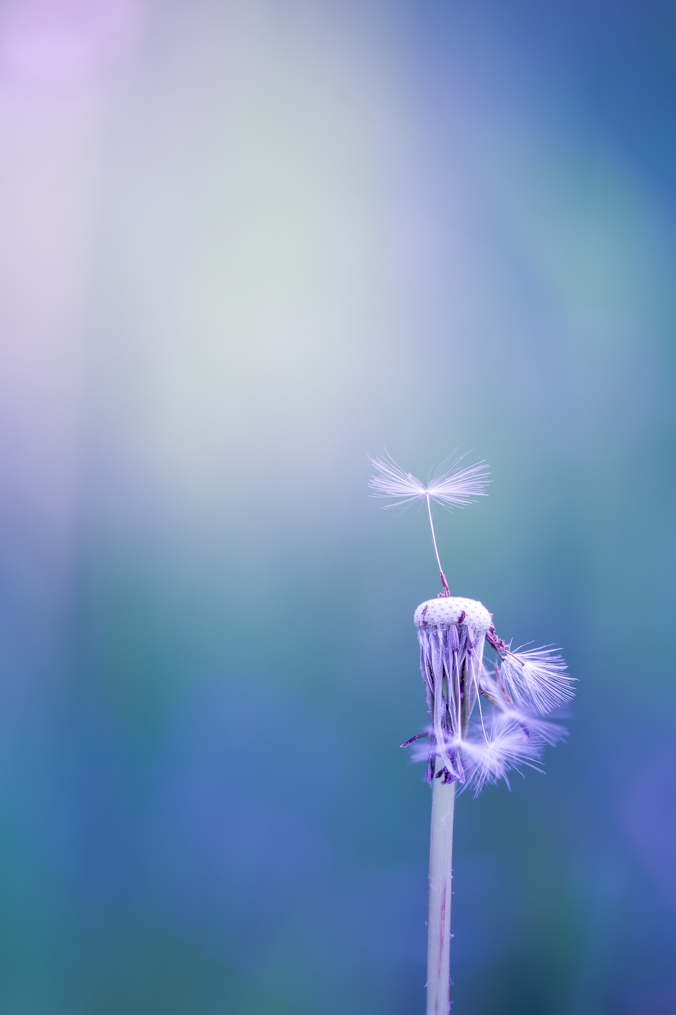 100mm F2.8 G SSM OSS sample photo. ~it´s the simlple things in life~ photography