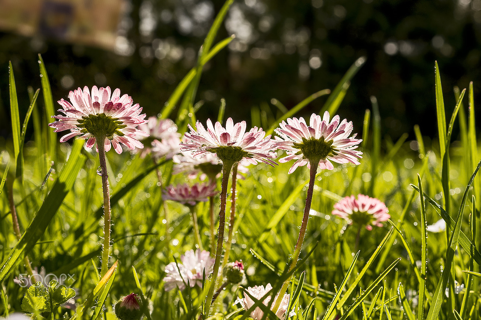 Sony DT 30mm F2.8 Macro SAM sample photo. ***** photography