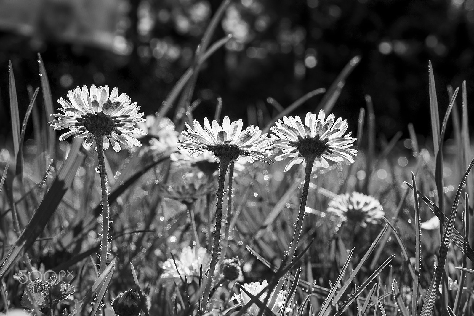 Sony DT 30mm F2.8 Macro SAM sample photo. +*+*+ photography