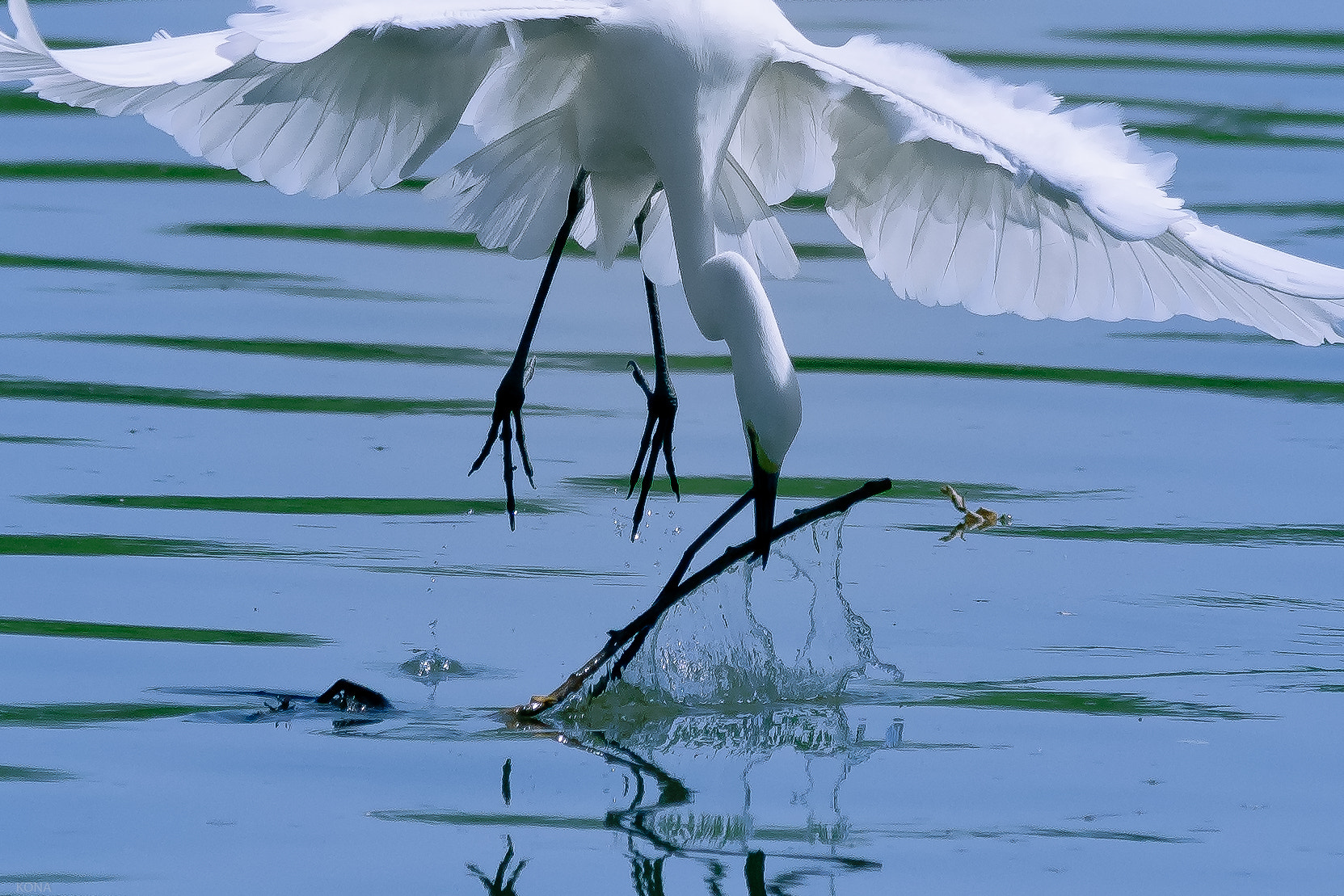 Nikon AF-S Nikkor 400mm F2.8G ED VR II sample photo. Sagi photography