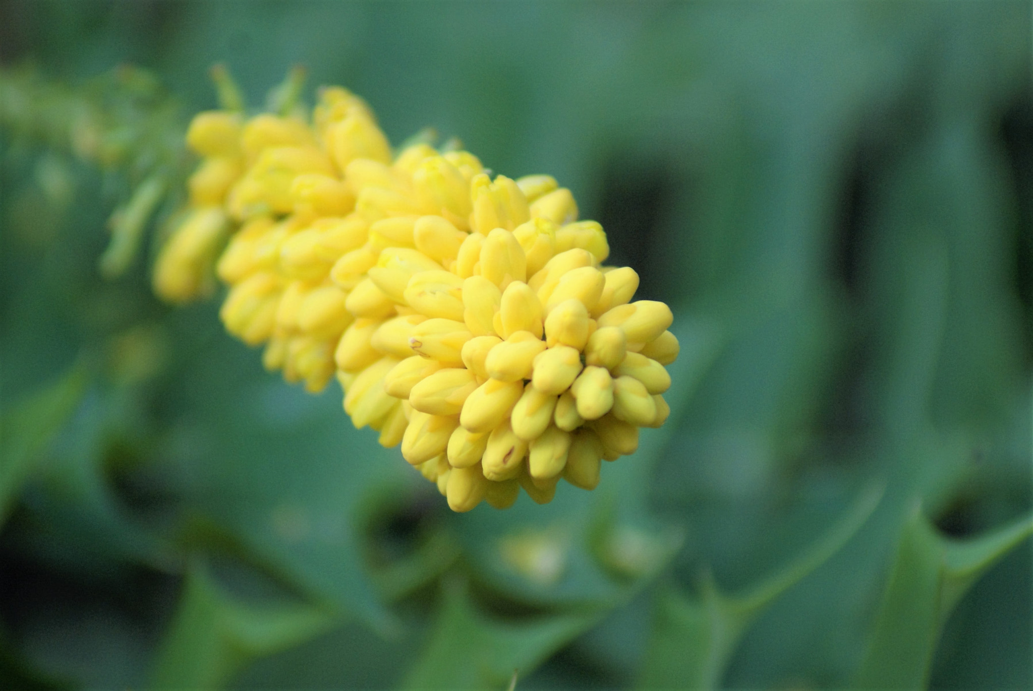 Sony Alpha DSLR-A300 sample photo. Yellow.... photography