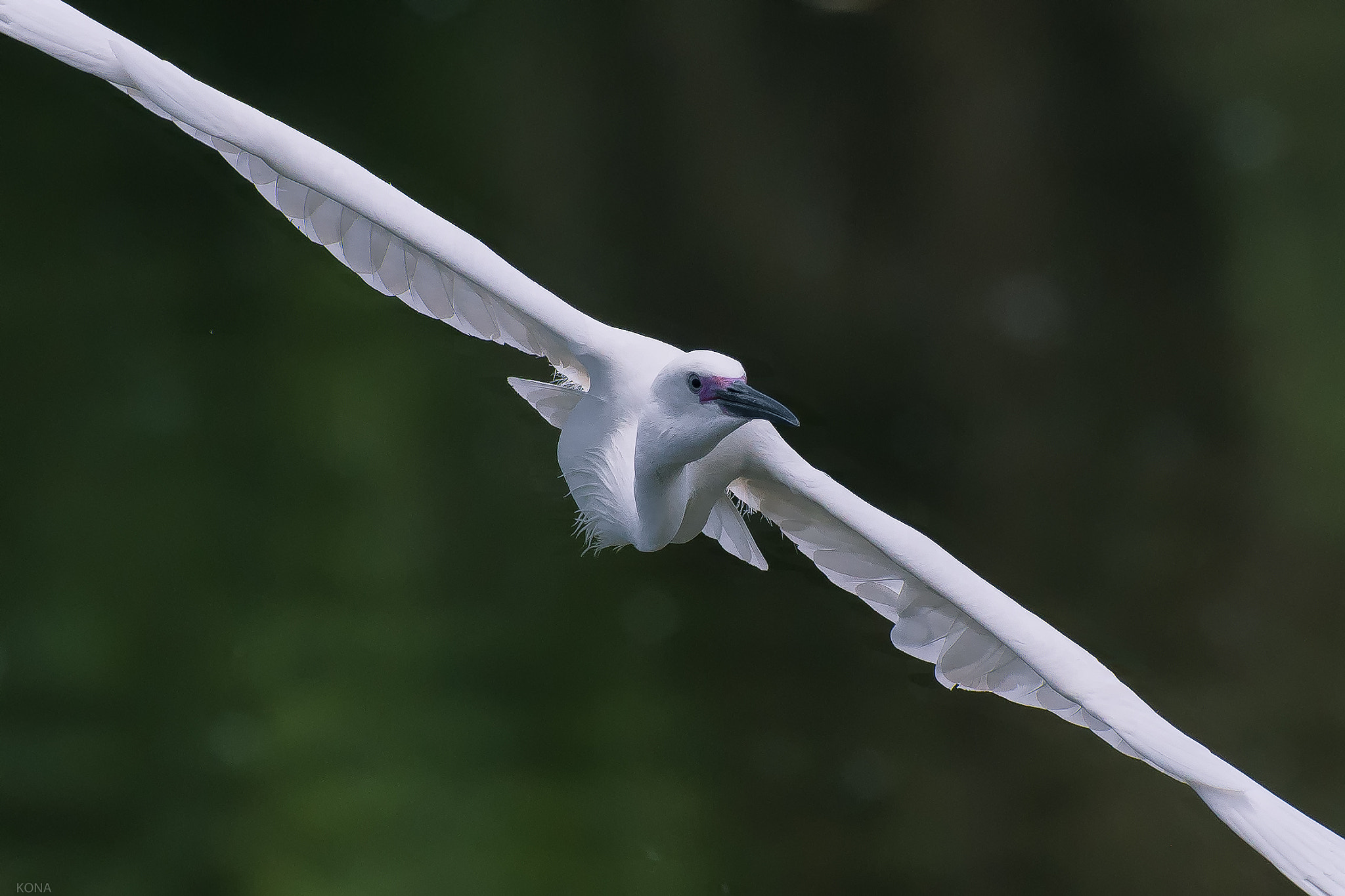 Nikon AF-S Nikkor 400mm F2.8G ED VR II sample photo. Sagi photography