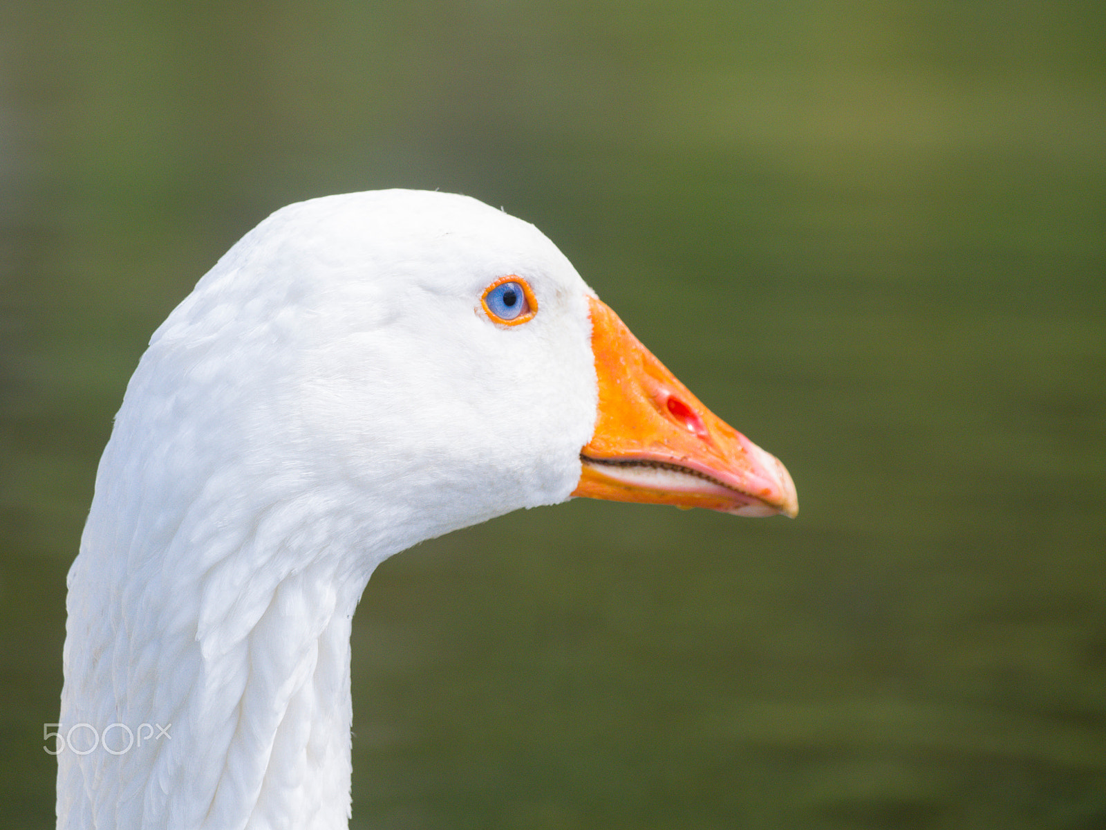 Olympus PEN E-PL5 sample photo. Blue eyed domestic goose photography