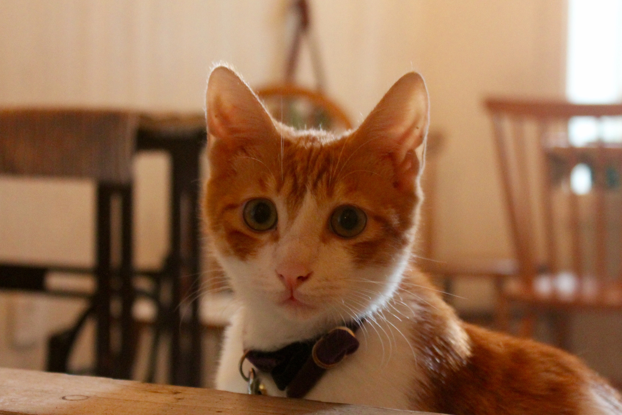 Canon EF-S 18-55mm F3.5-5.6 IS II sample photo. 小玉 photography