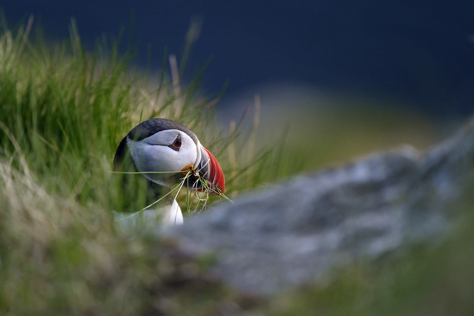 Nikon Nikkor AF-S 300mm F4E PF ED VR sample photo. Atlantic puffin photography