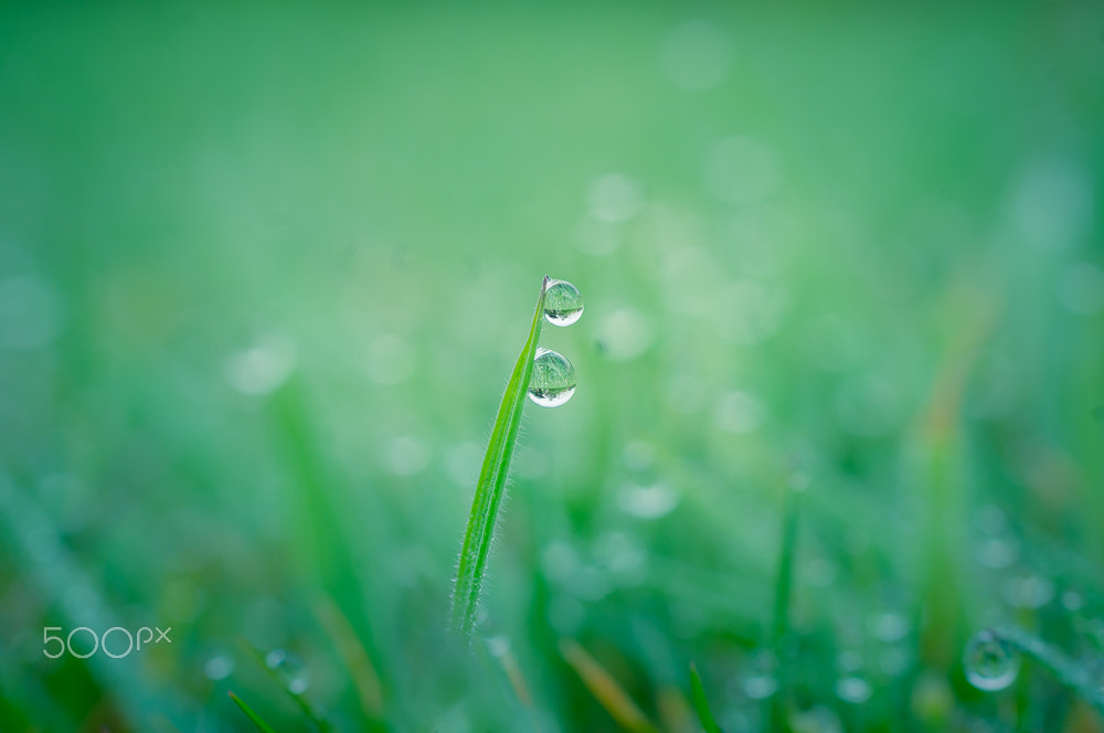 Sony Alpha DSLR-A580 + Sigma 30mm F1.4 EX DC HSM sample photo. Morning drops photography