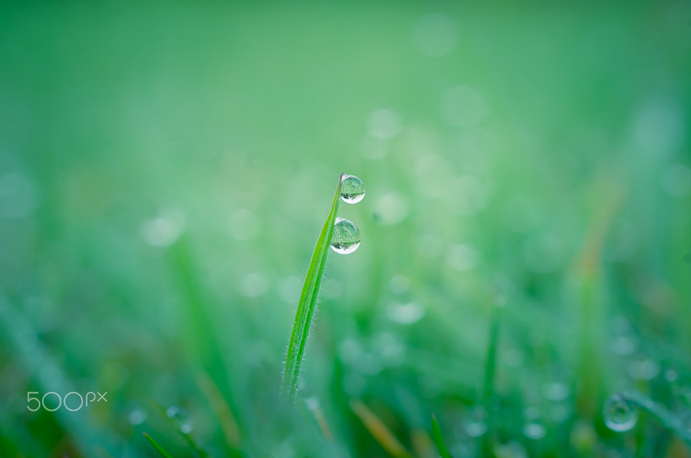 Sigma 30mm F1.4 EX DC HSM sample photo. Morning drops photography