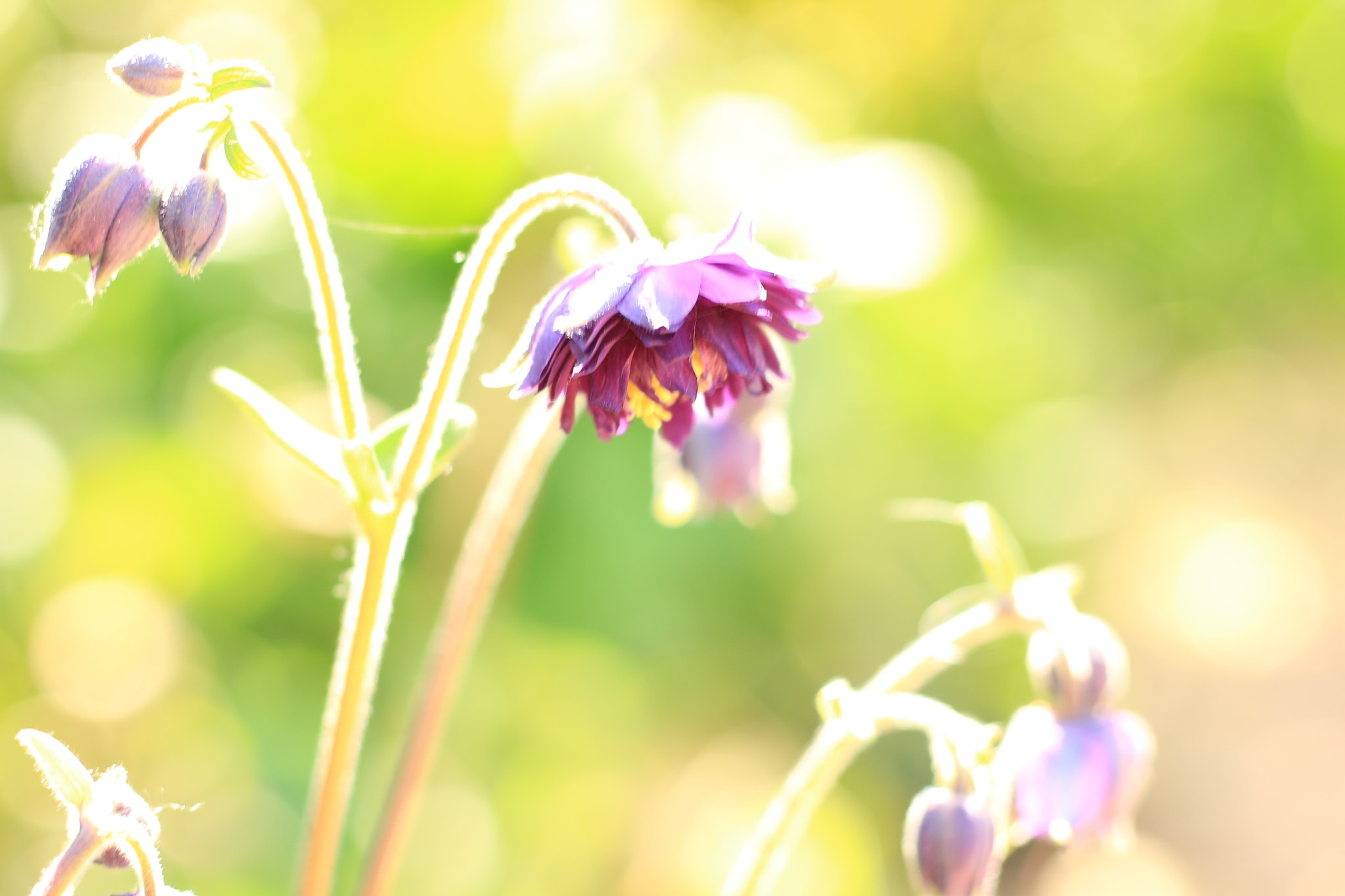 Canon EOS M + Canon EF 50mm F1.8 STM sample photo