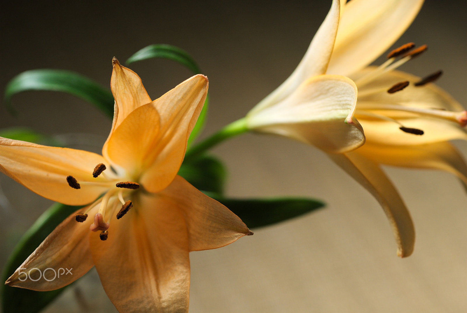 Nikon D40X + Nikon AF Micro-Nikkor 60mm F2.8D sample photo. Flower #22 photography