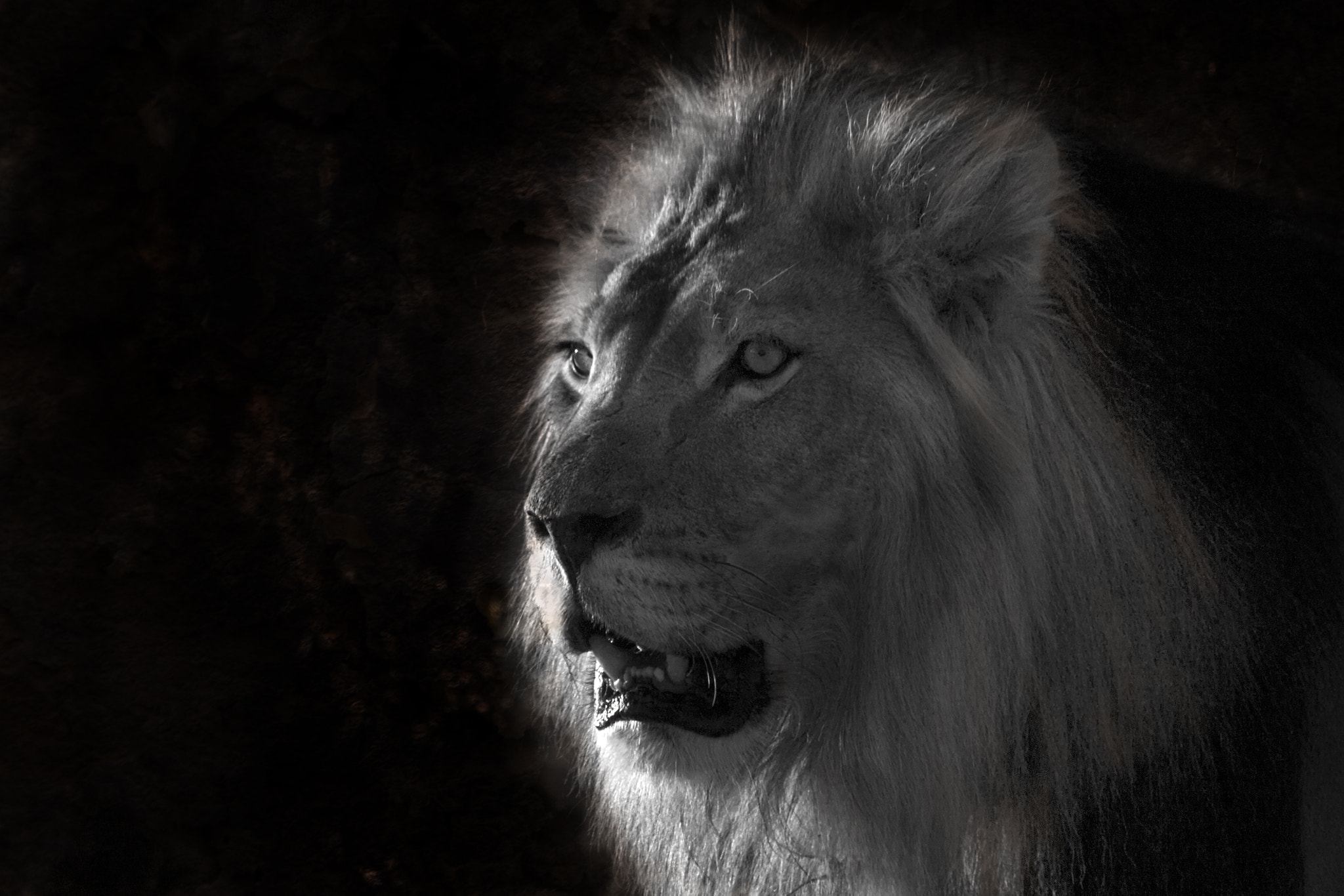 Pentax K-7 + Sigma sample photo. Lion photography
