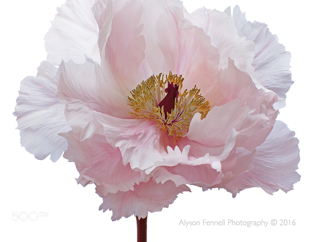 Canon EF 50mm F1.2L USM sample photo. Pink tree peony flower photography