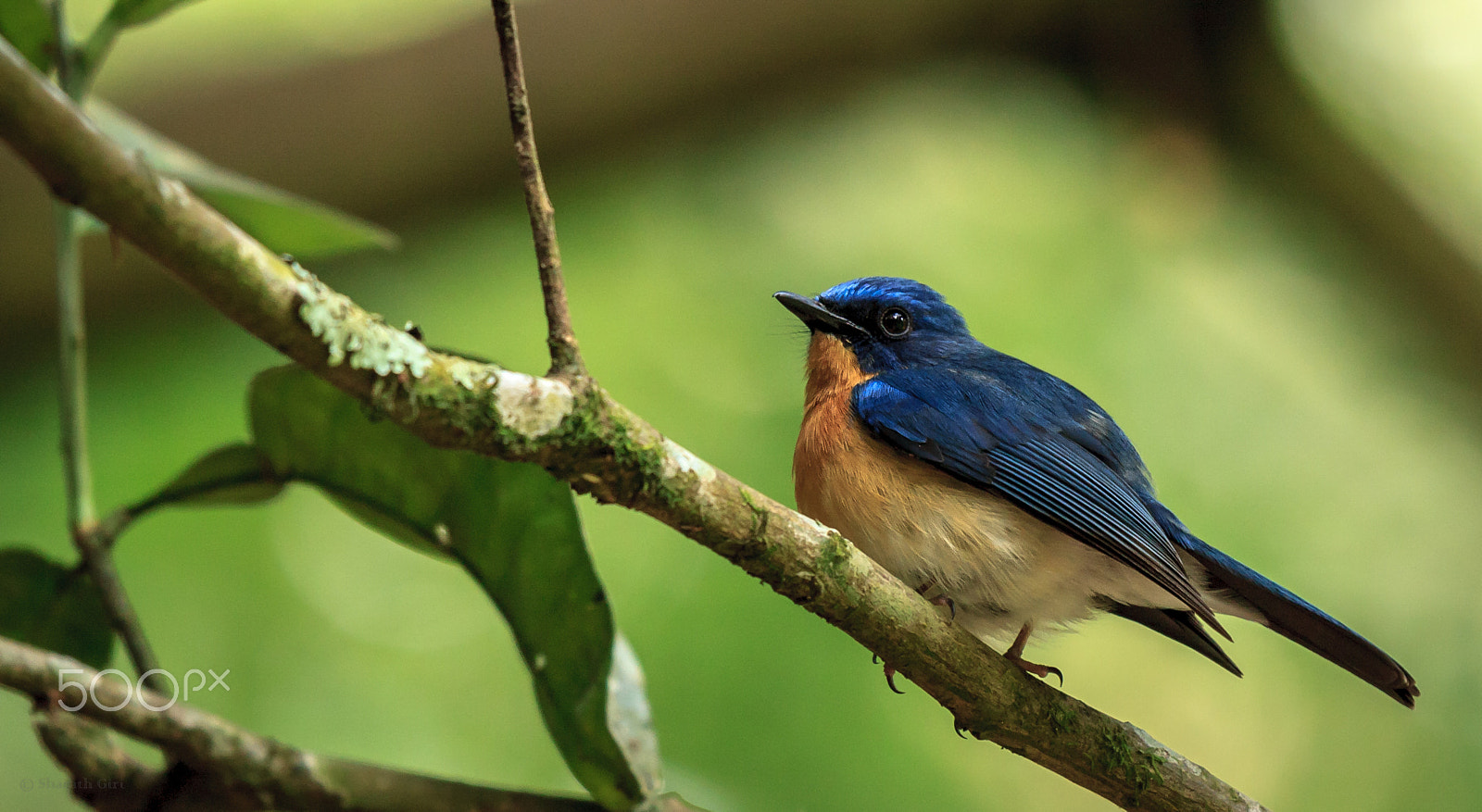 Canon EOS 40D + Canon EF 100-400mm F4.5-5.6L IS USM sample photo. Tickell's blue flycatcher photography