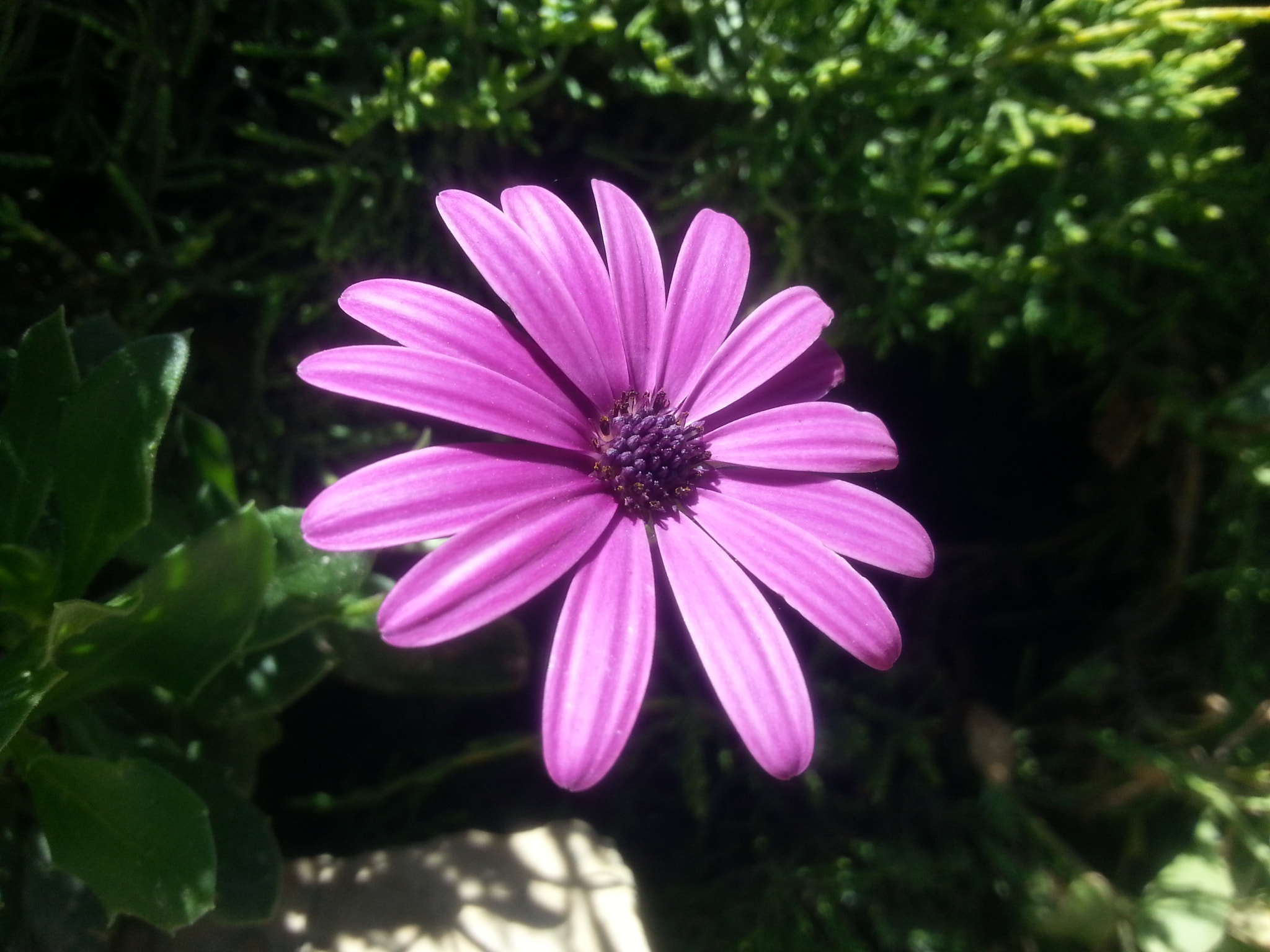 Samsung GT-I8750 sample photo. Purple flower photography
