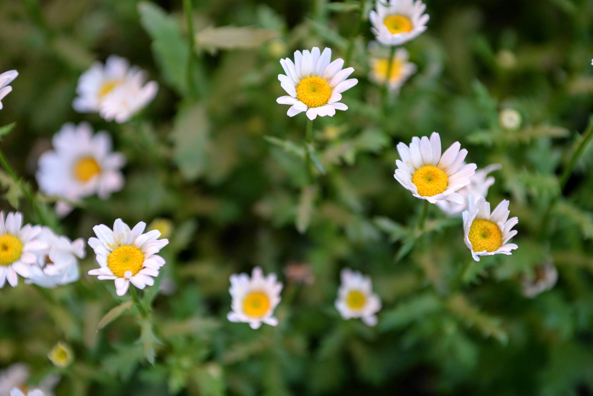 Nikon D610 + Sigma 24-70mm F2.8 EX DG Macro sample photo. Flower photography