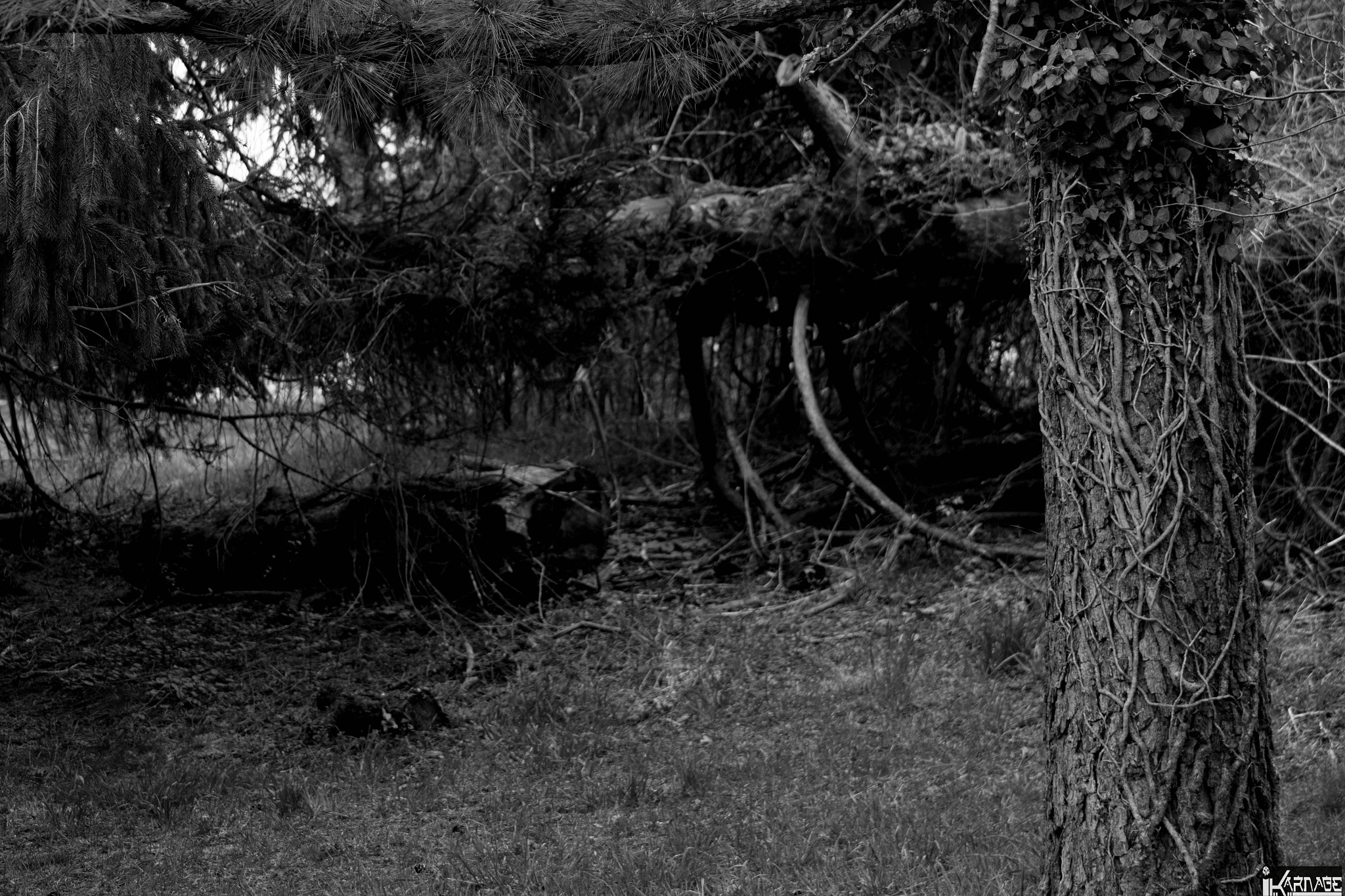Canon EF 70-210mm f/3.5-4.5 USM sample photo. Dark woods photography