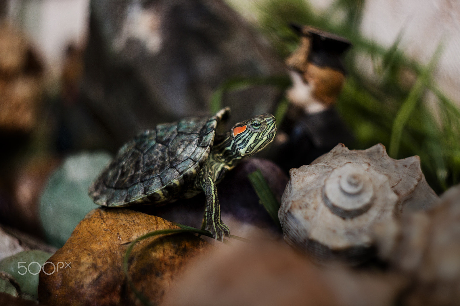 Canon EF 35-80mm f/4-5.6 sample photo. Tortoise photography
