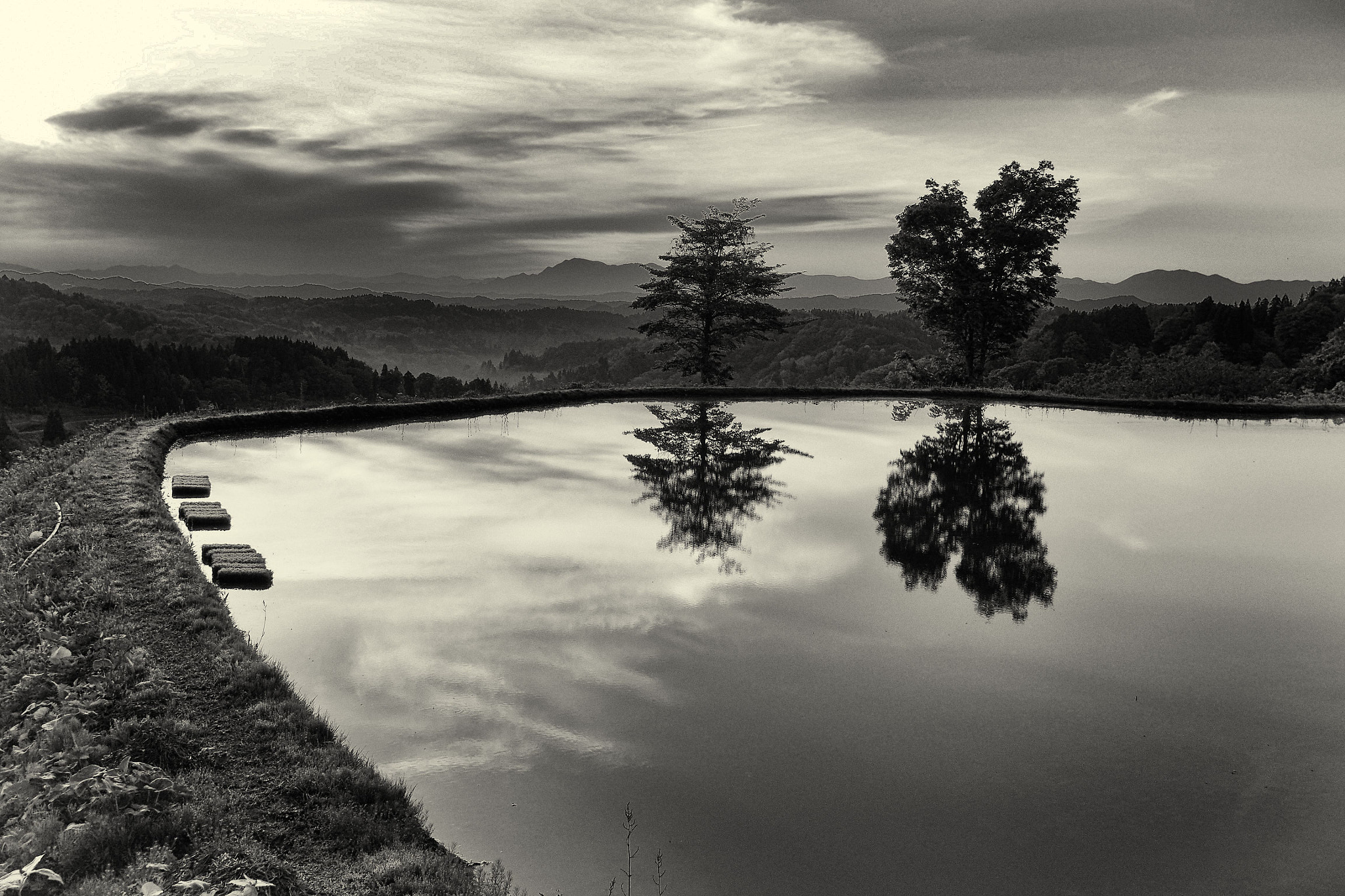 Olympus PEN E-PM2 + Sigma 19mm F2.8 DN Art sample photo. Rice fields photography