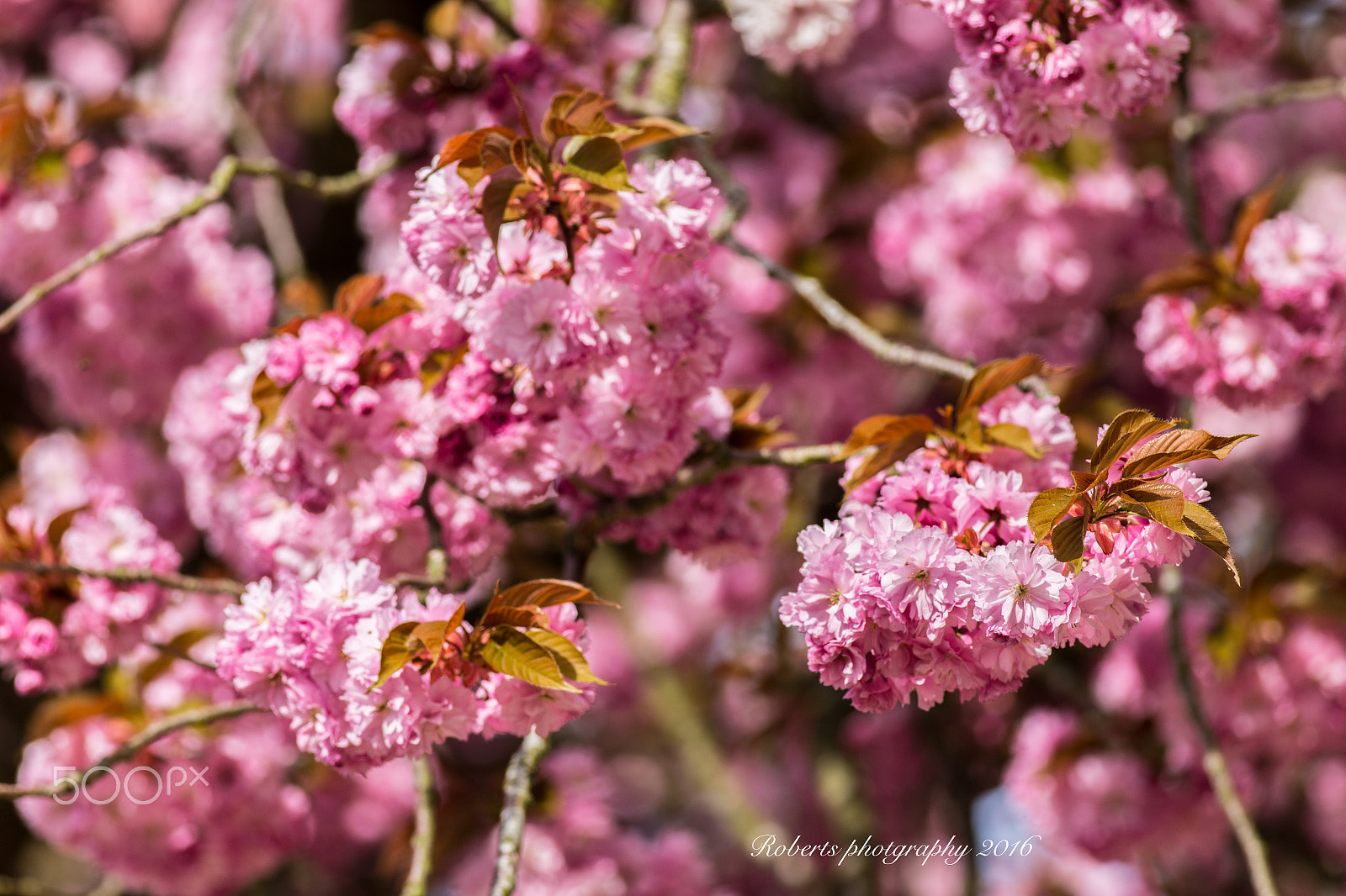 Canon EOS 6D + Canon EF 400mm F5.6L USM sample photo. Cherry blossom in the park photography