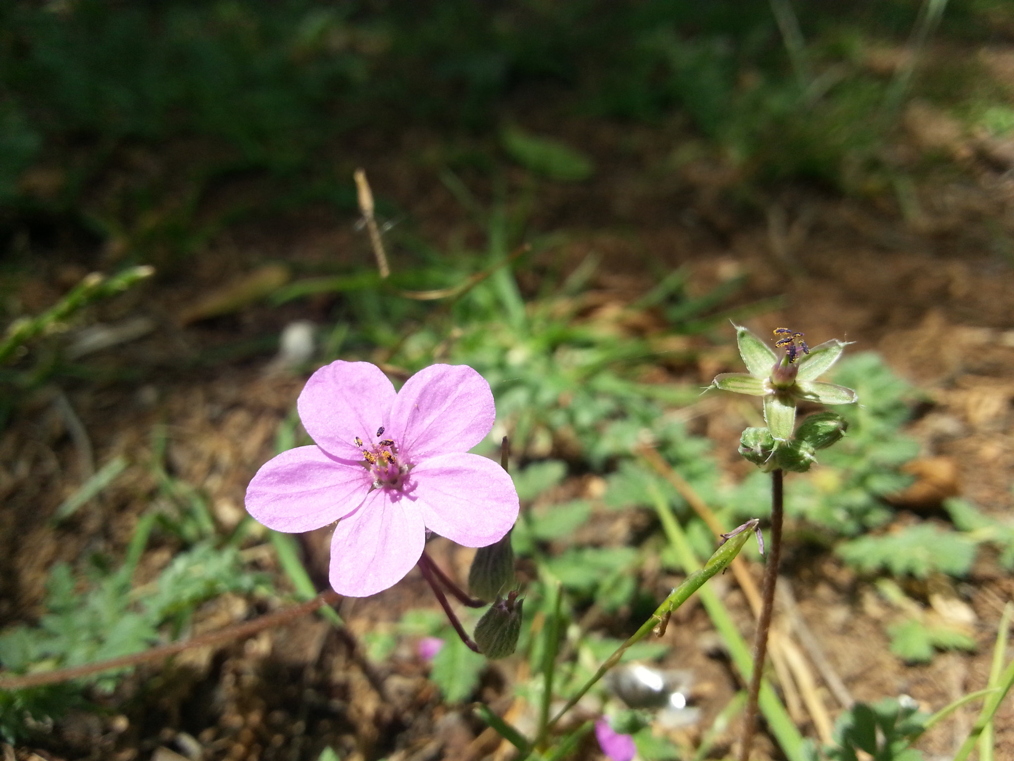 Samsung GT-I8750 sample photo. Little pink flower photography