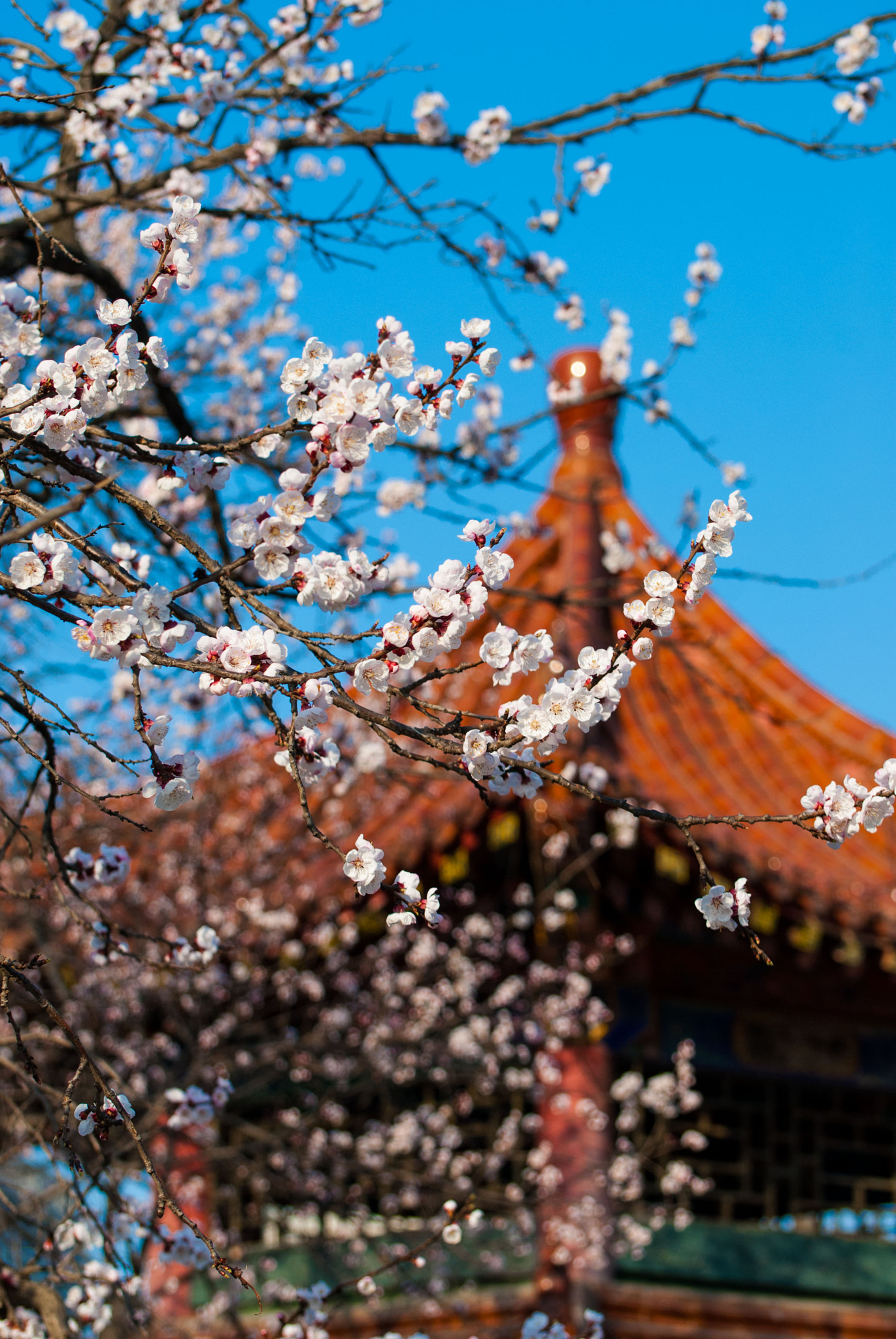 Nikon D200 sample photo. Dalian china labor park photography