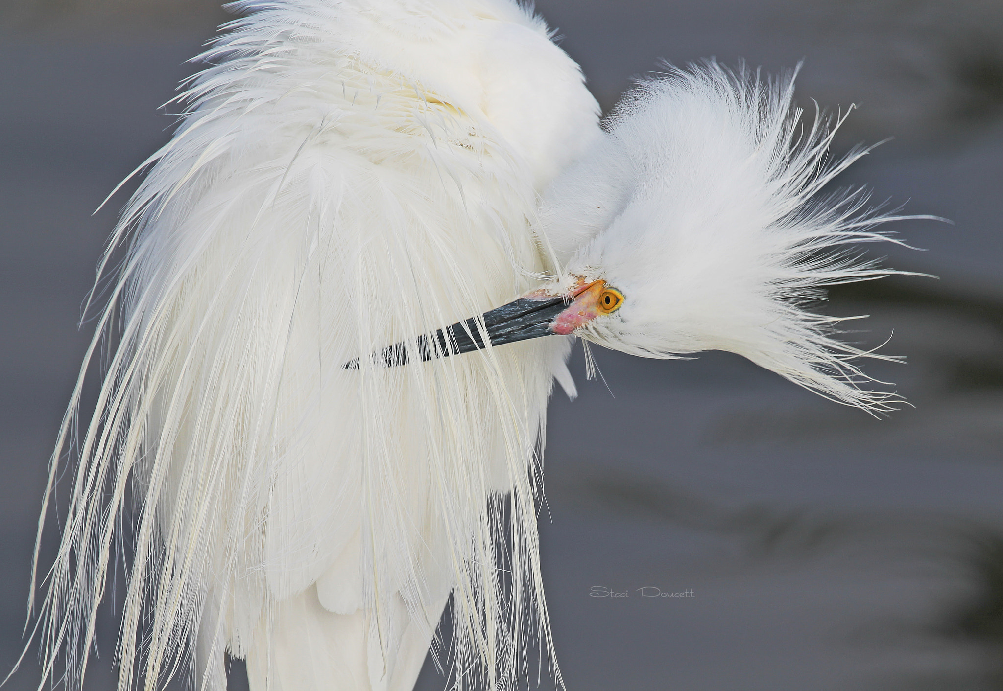 Canon EF 70-300mm F4-5.6L IS USM sample photo. Snowy egret portrait photography