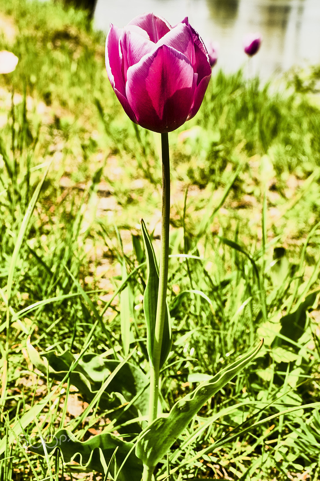 28-75mm F2.8 SAM sample photo. Lila tulpe photography