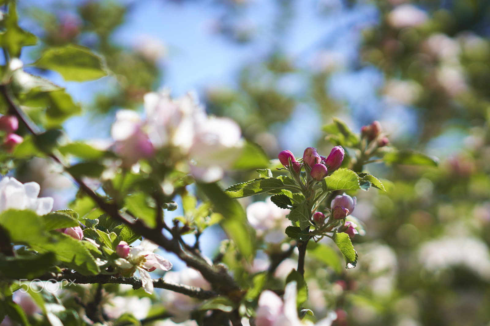 Sony a6300 + Sony Sonnar T* FE 55mm F1.8 ZA sample photo. Apple tree in denmark photography