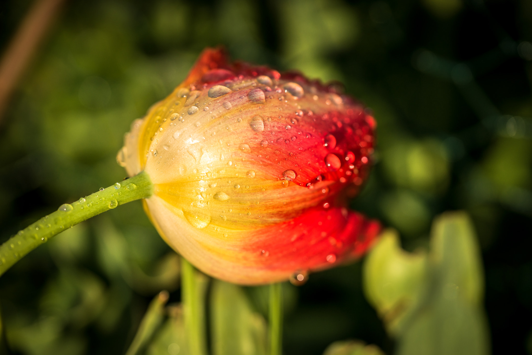 Sony a99 II + 105mm F2.8 sample photo. Tulip photography