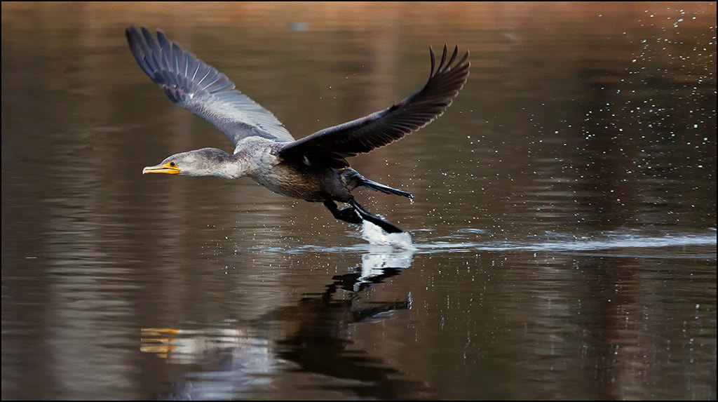 Canon EF 300mm F2.8L IS USM sample photo. Takeoff photography